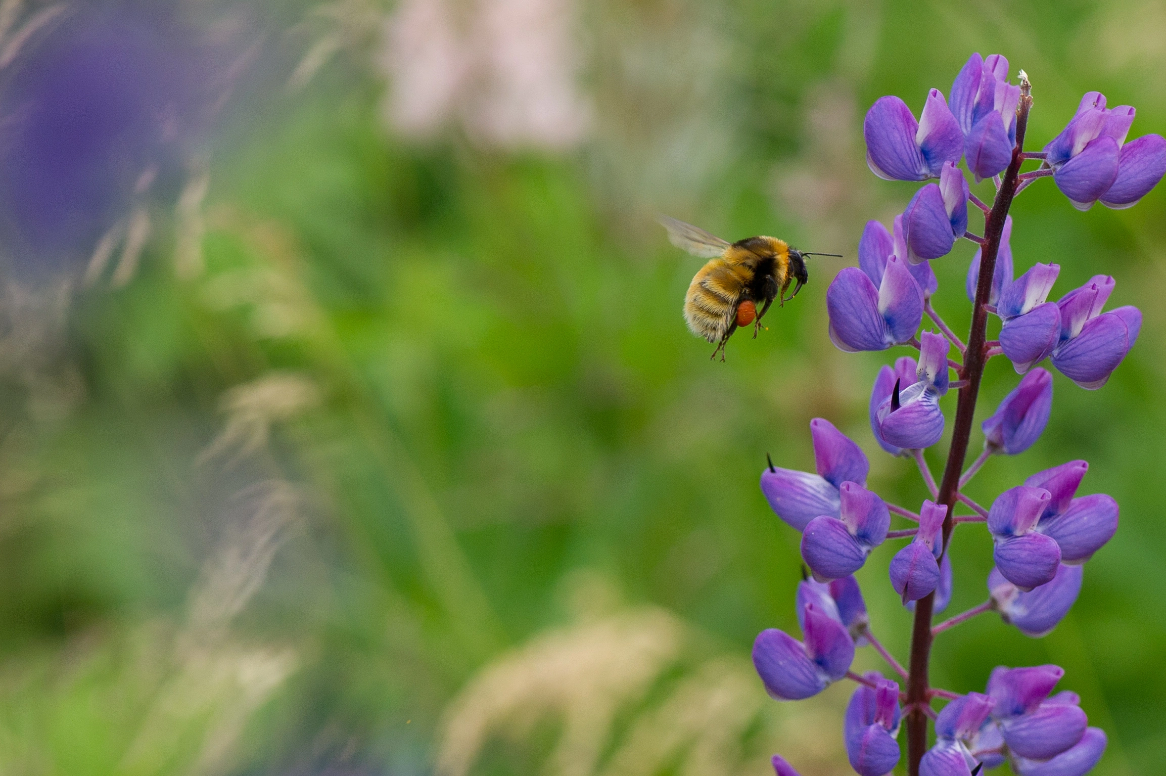 : Bombus (Subterraneobombus) distinguendus.