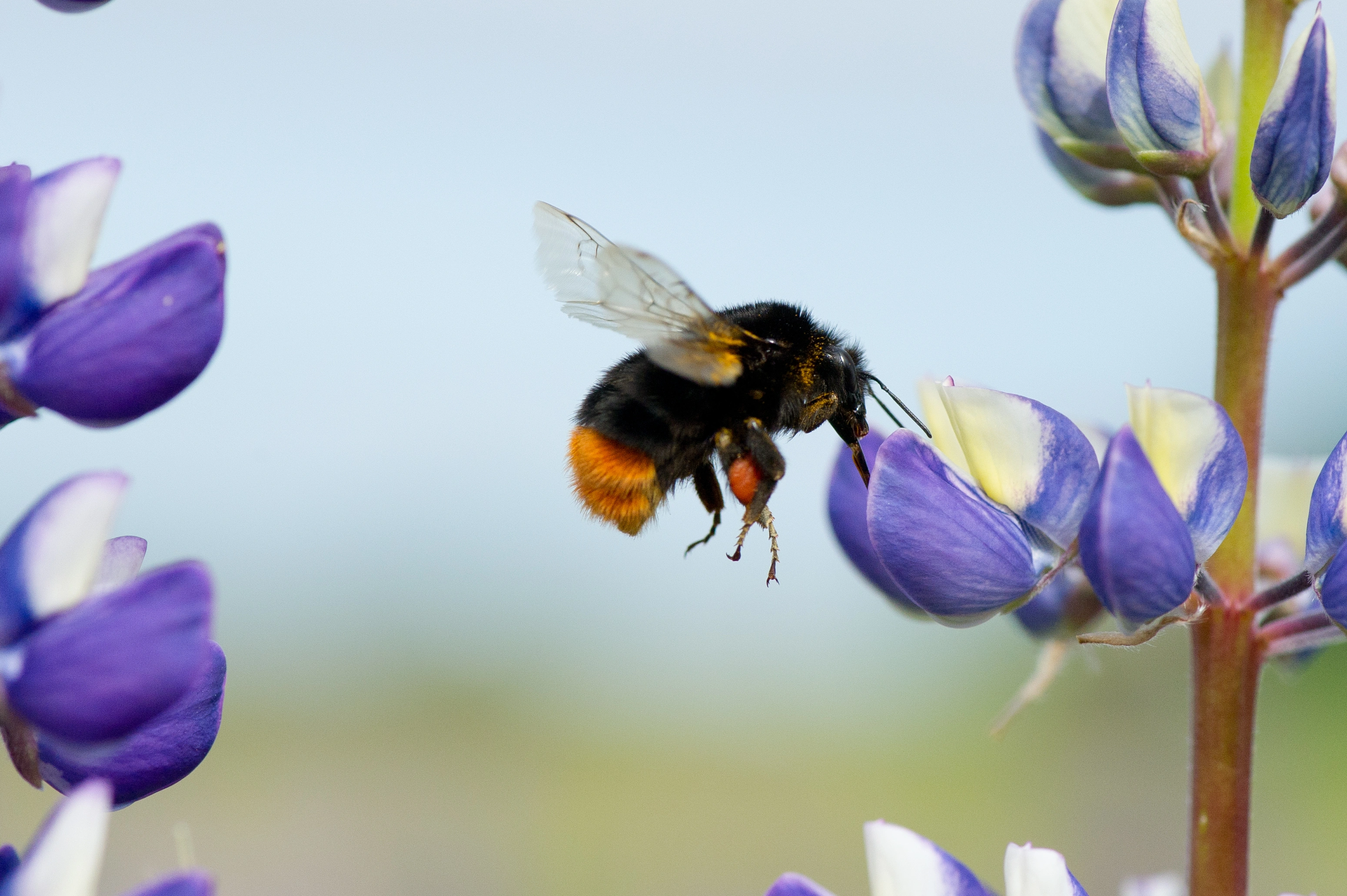 : Bombus (Melanobombus) lapidarius.