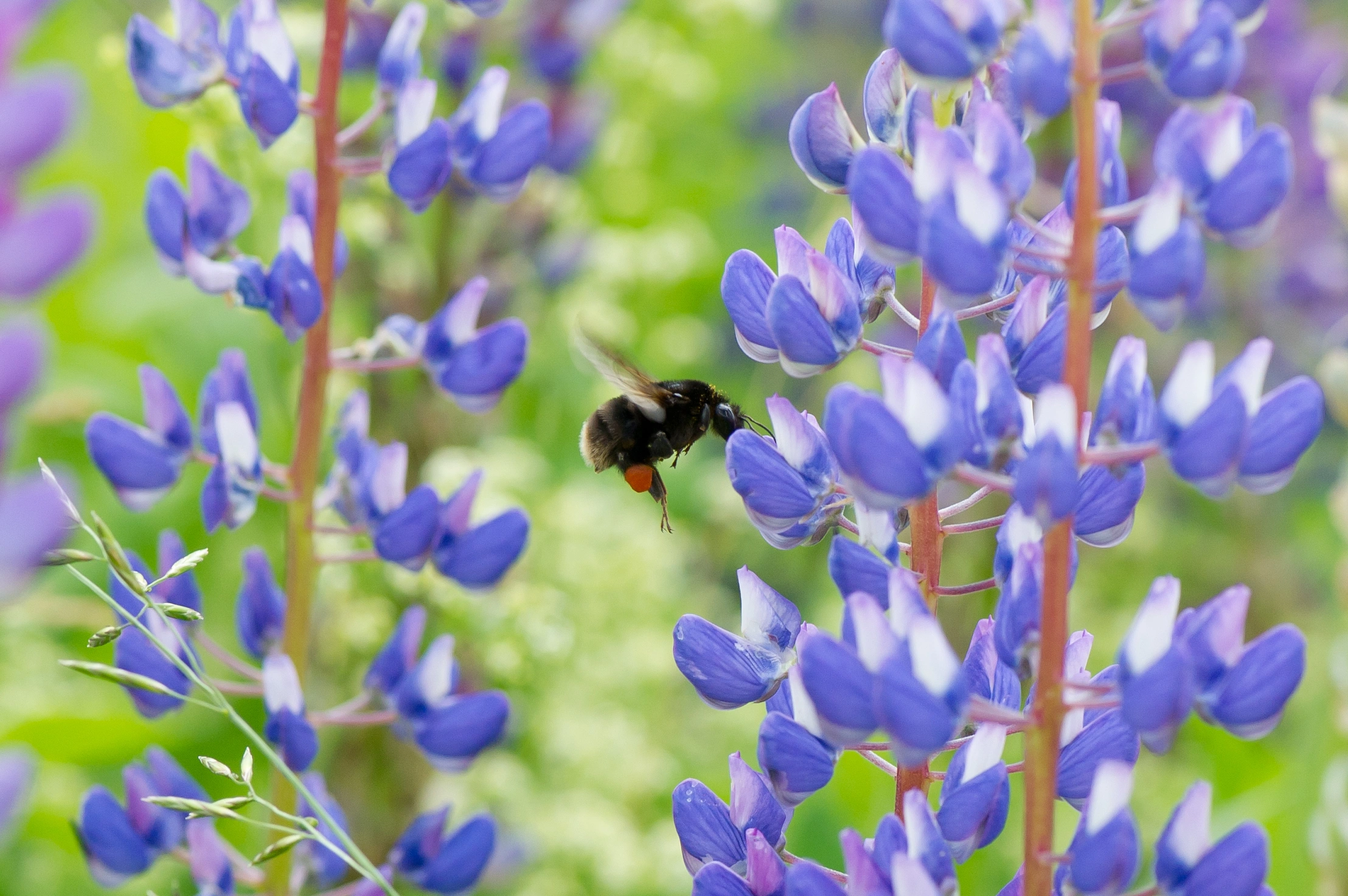 : Bombus subterraneus.