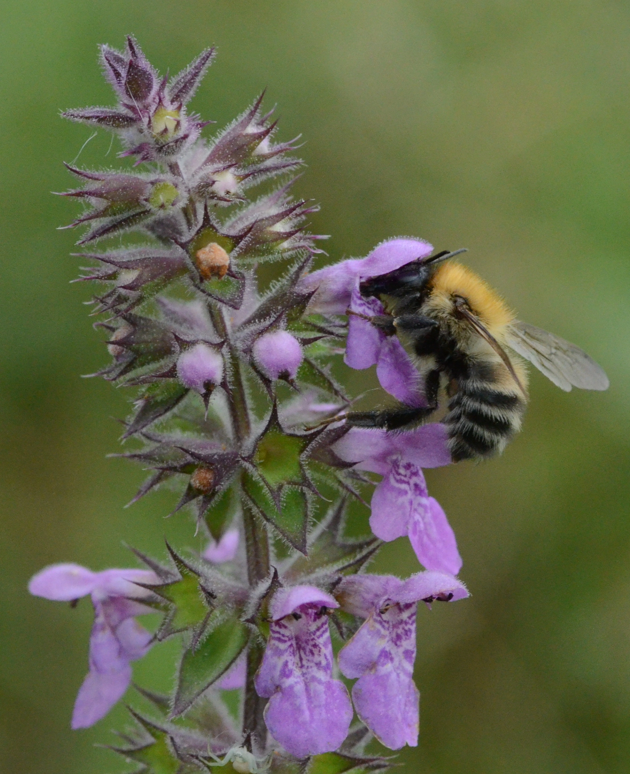 : Bombus schrencki.