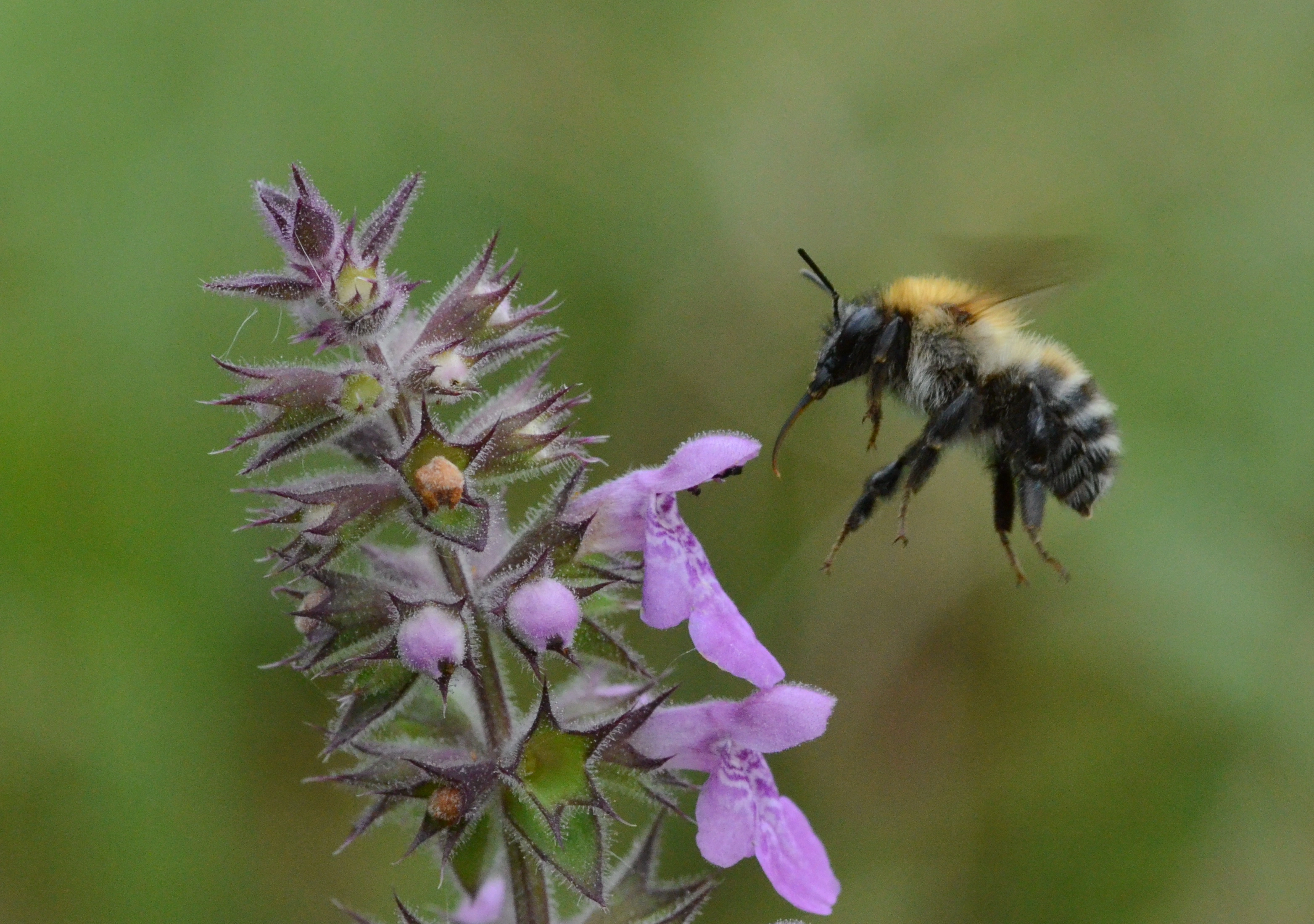 : Bombus schrencki.