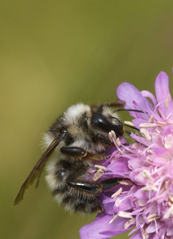 : Bombus veteranus.