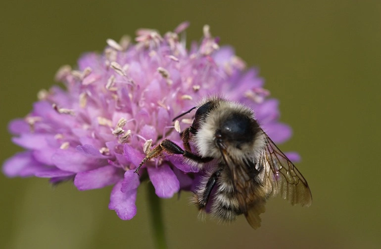 : Bombus veteranus.