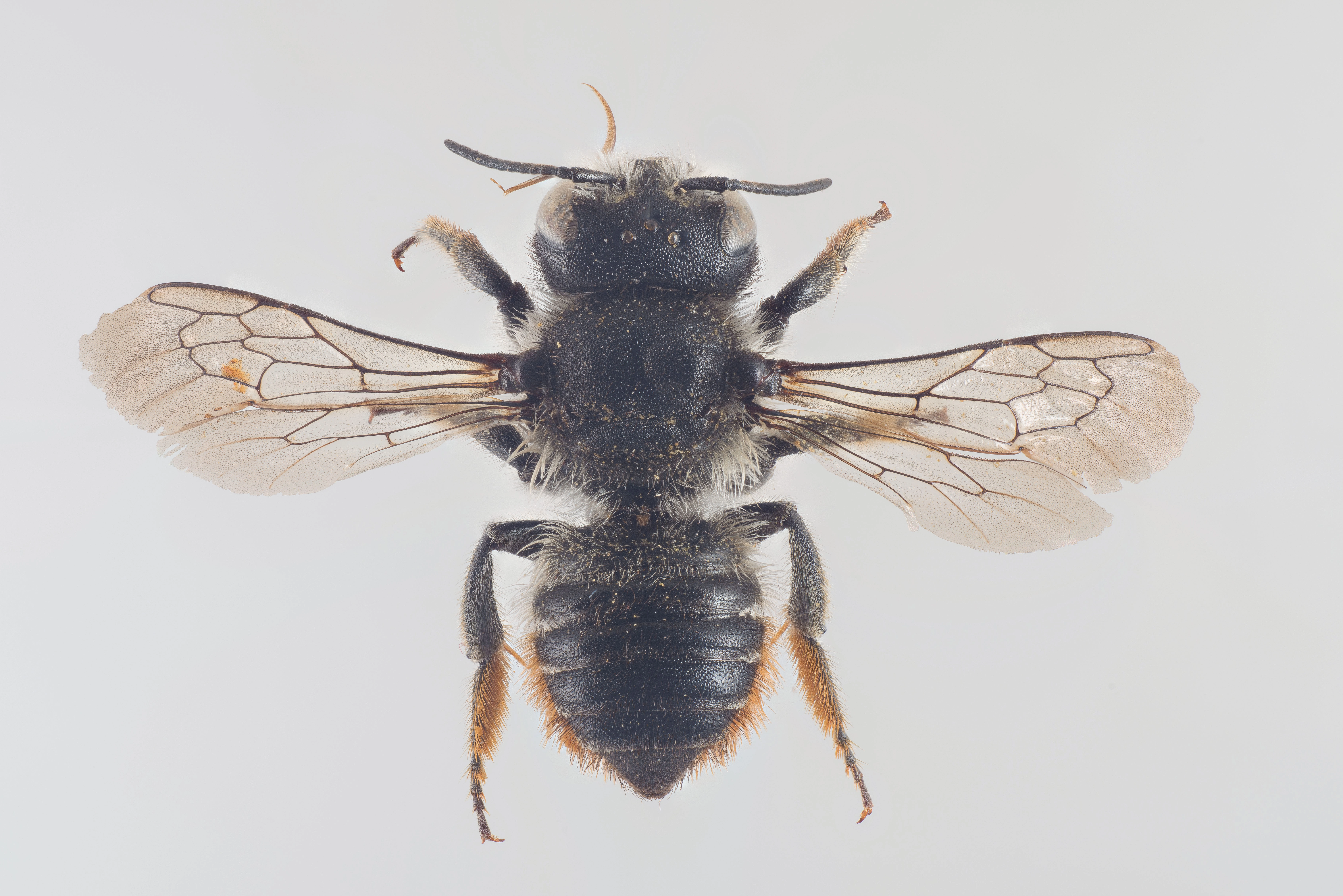 : Megachile centuncularis.