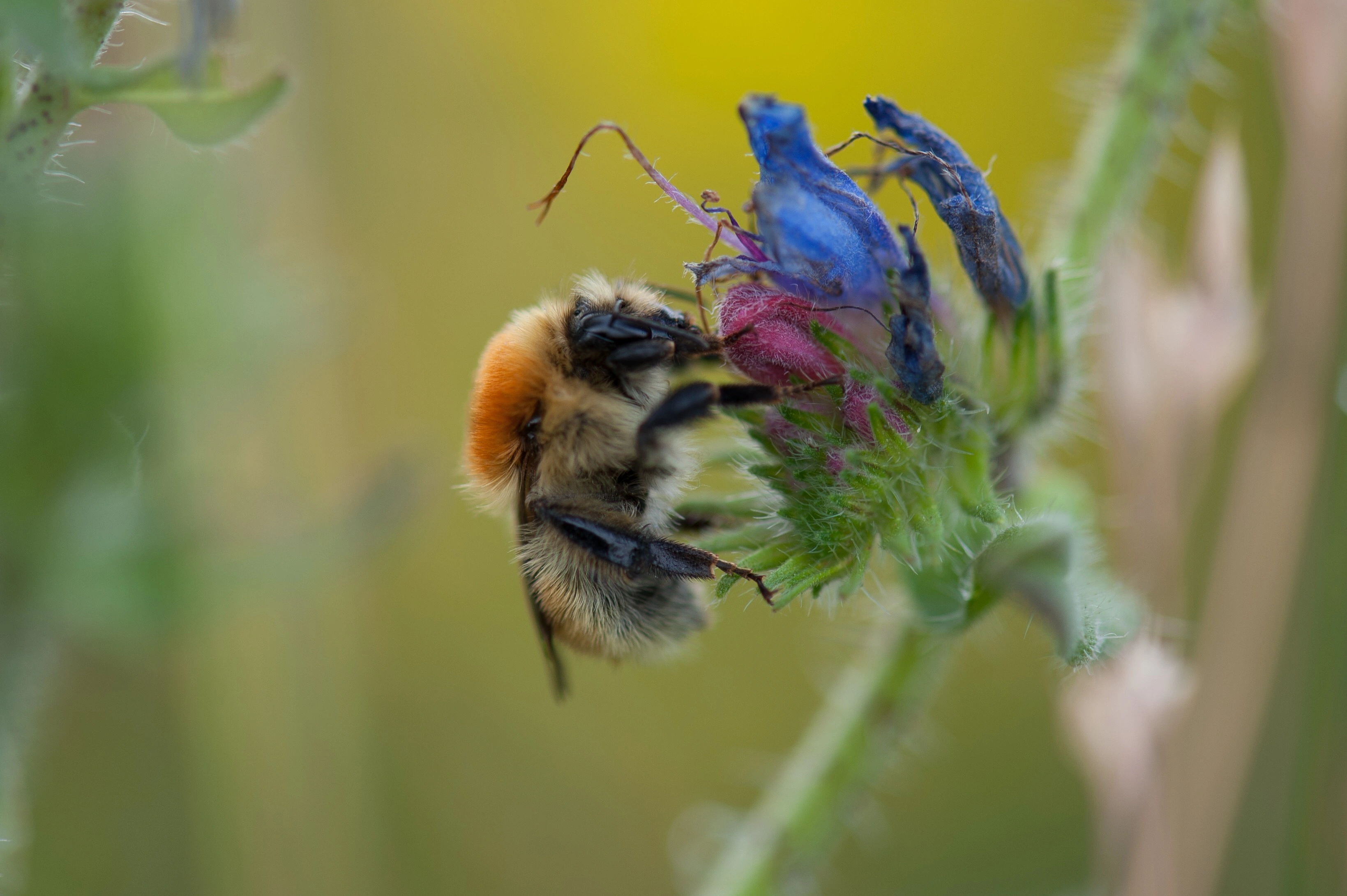 : Bombus muscorum.