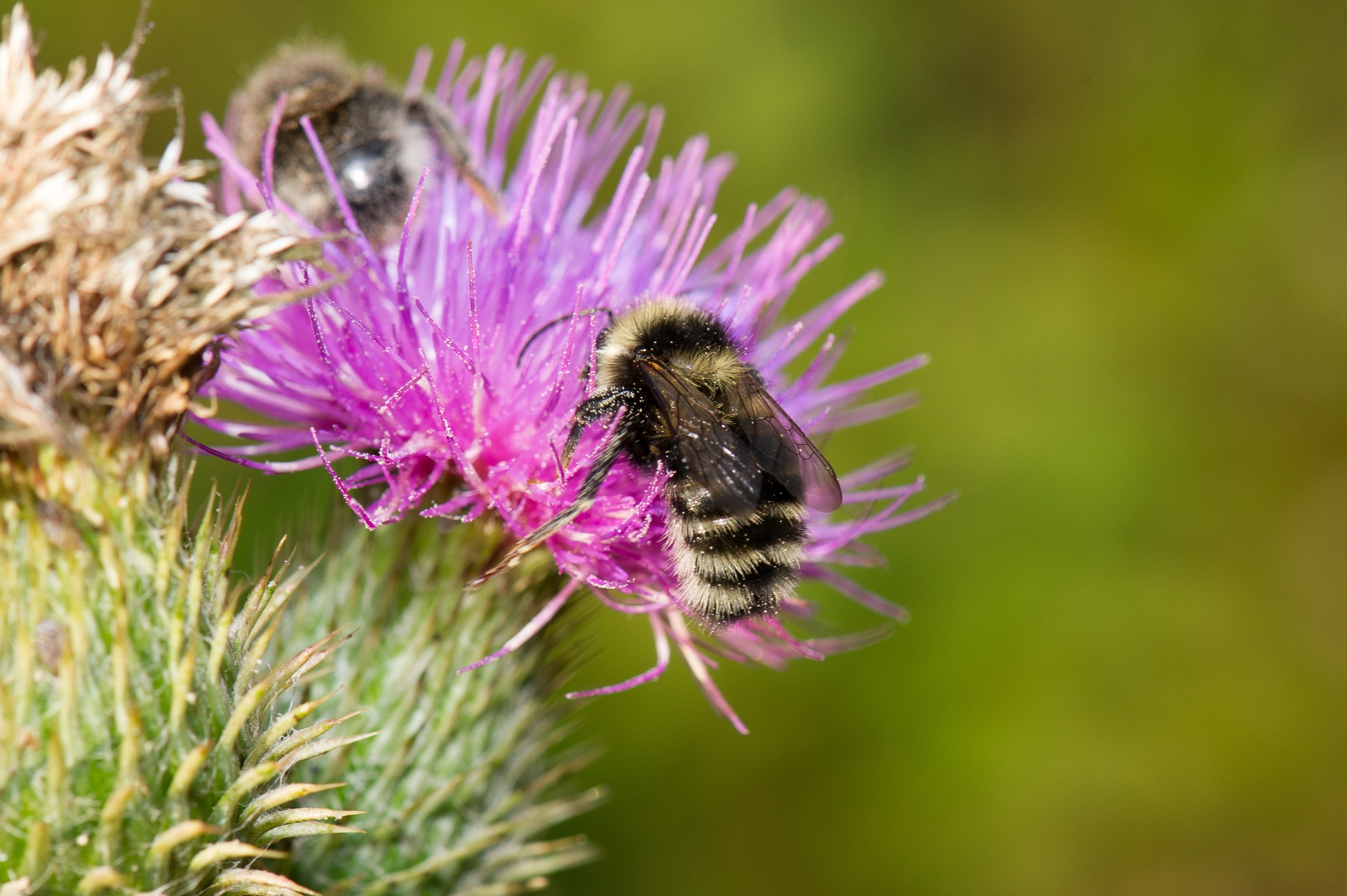 : Bombus subterraneus.