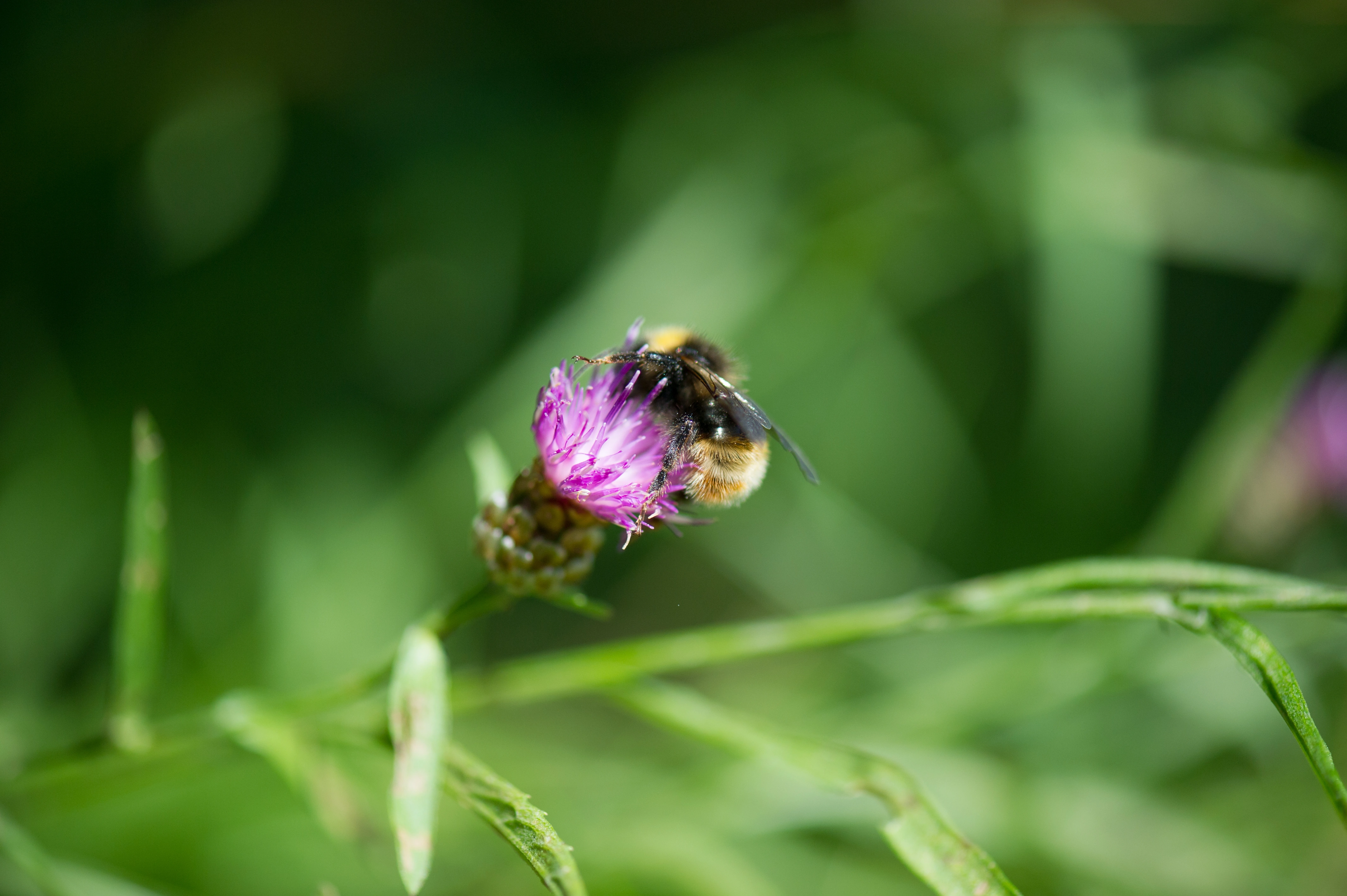 : Bombus quadricolor.