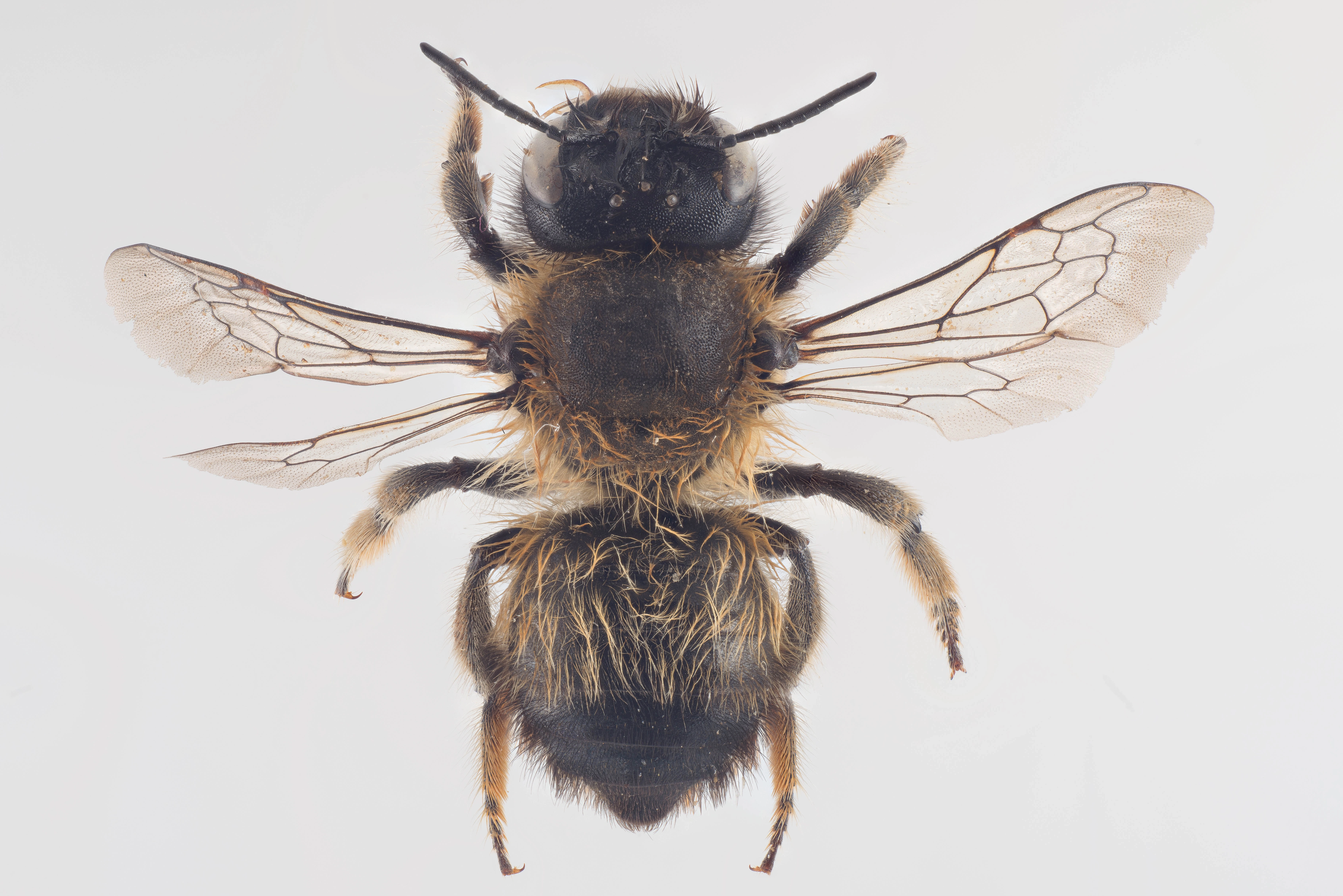 : Megachile circumcincta.