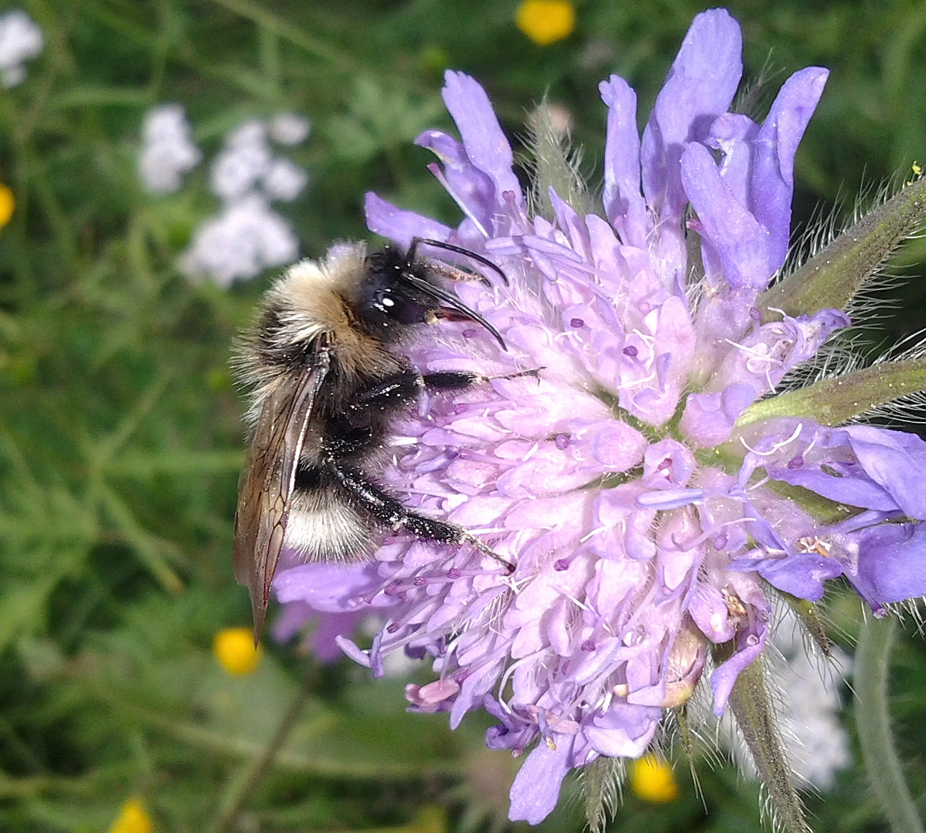 : Bombus.