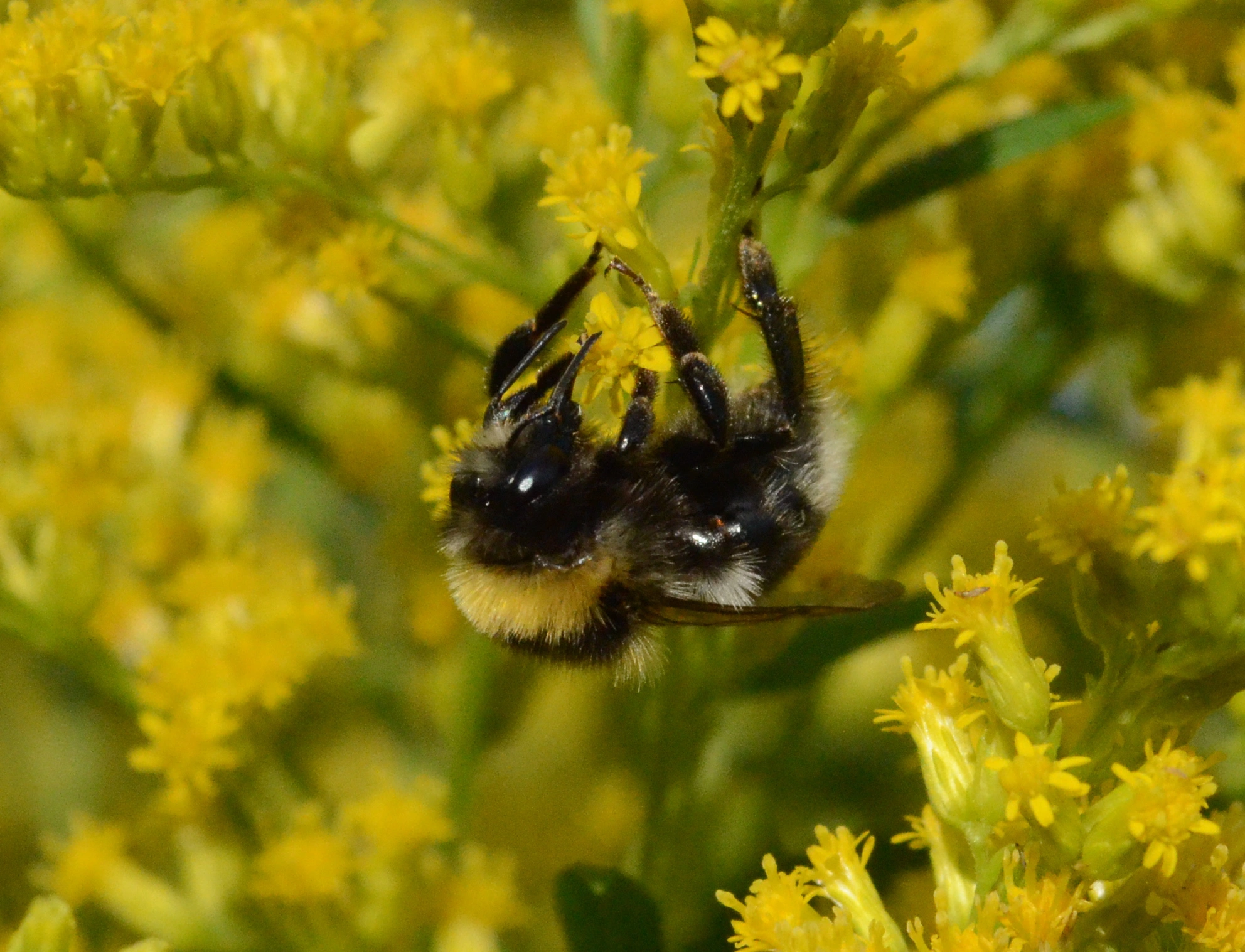 : Bombus semenoviellus.