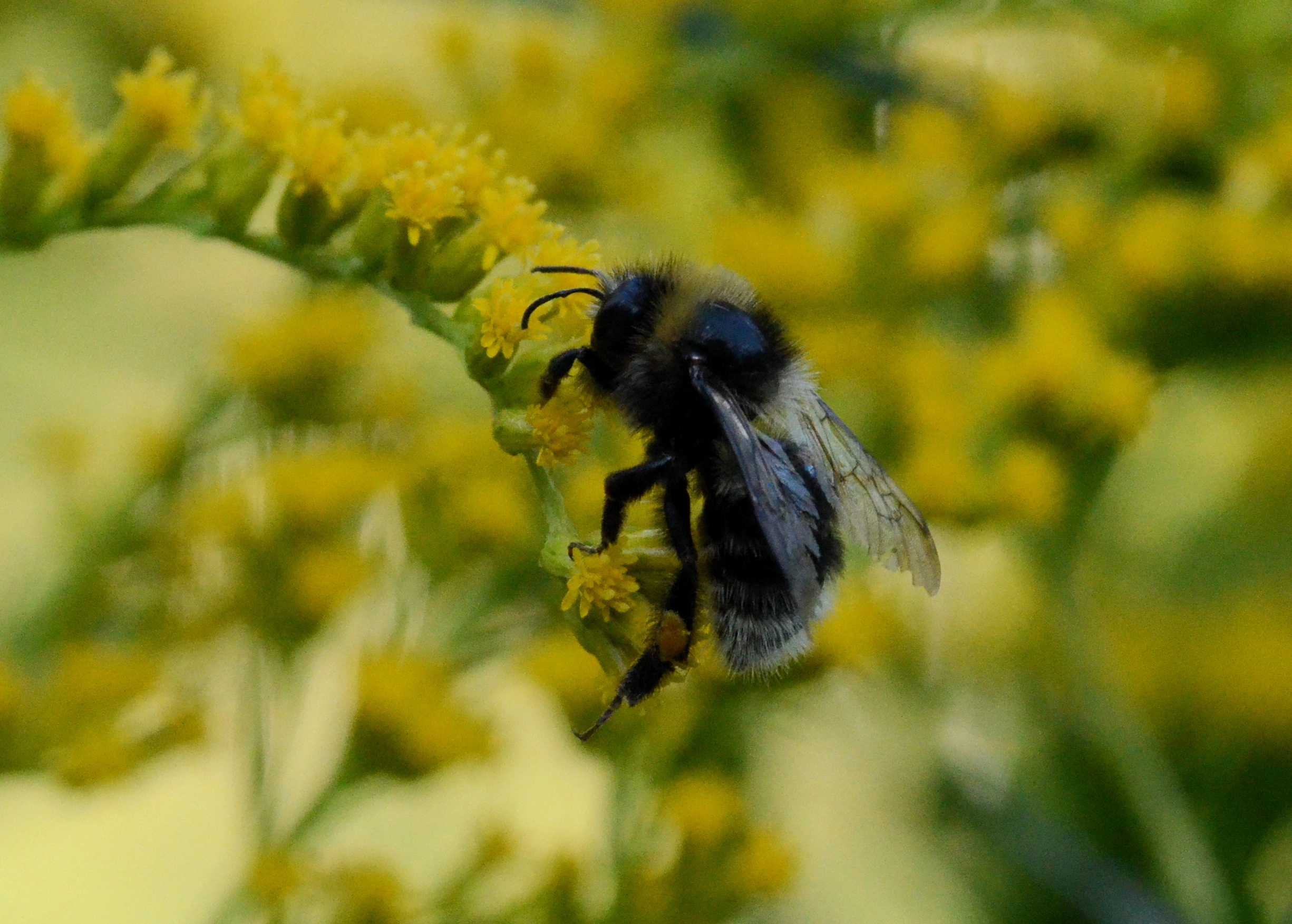 : Bombus (Cullumanobombus) semenoviellus.