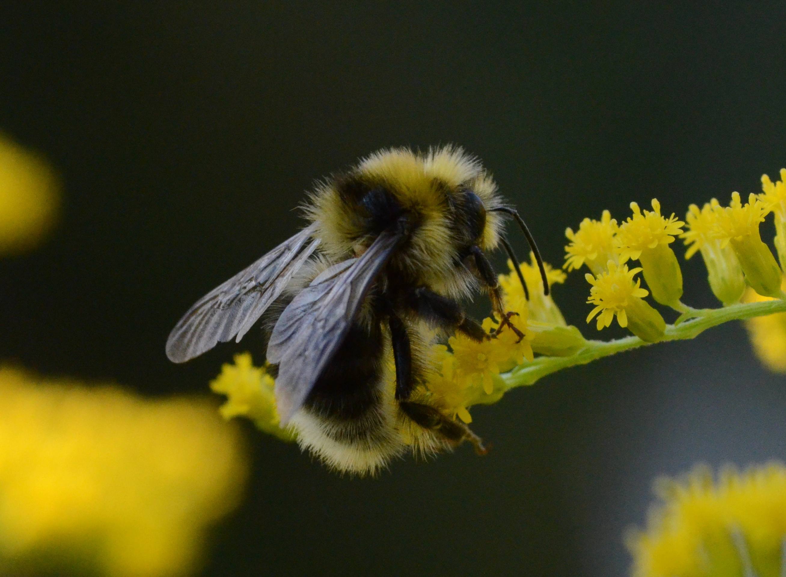 : Bombus semenoviellus.