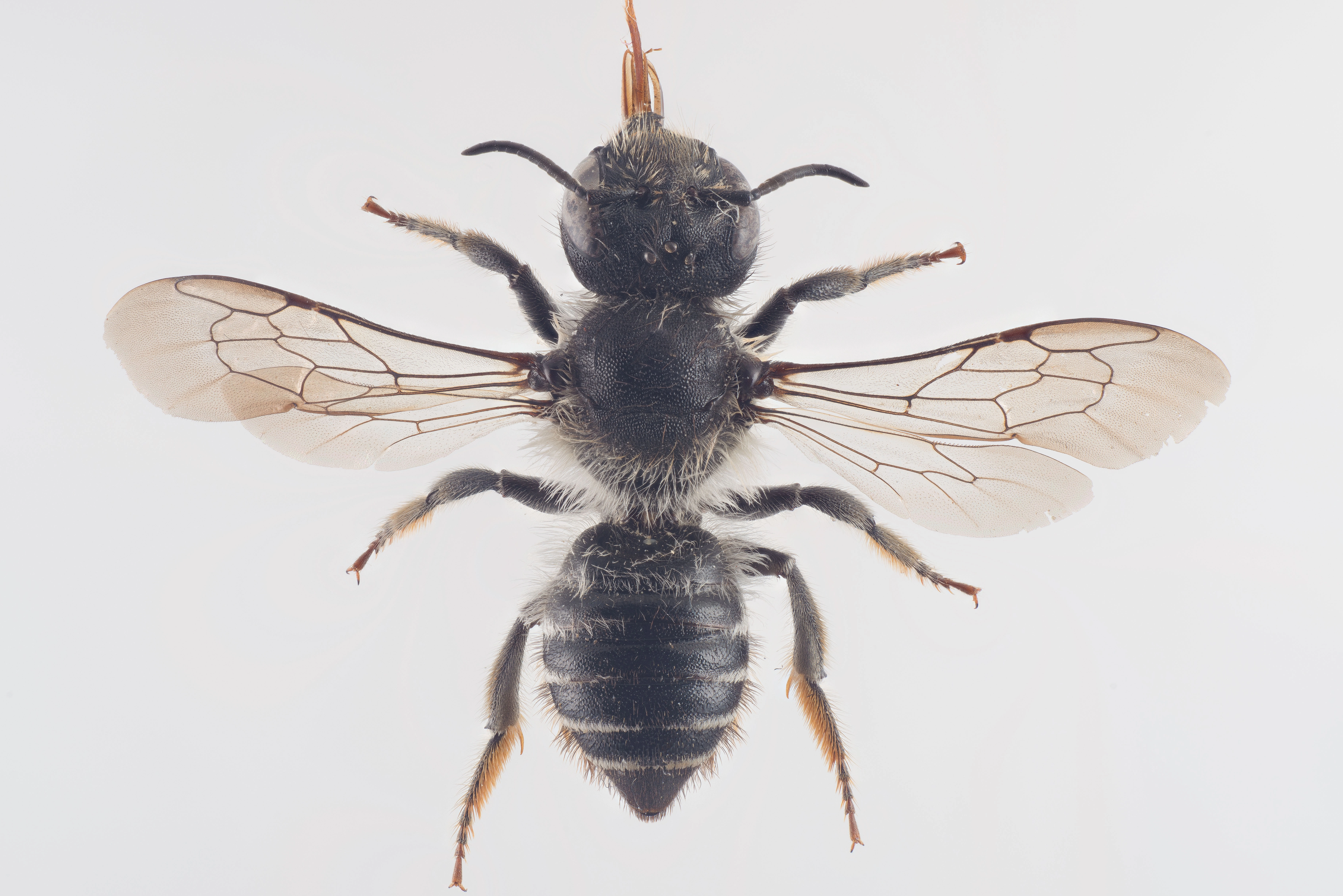 : Megachile lapponica.