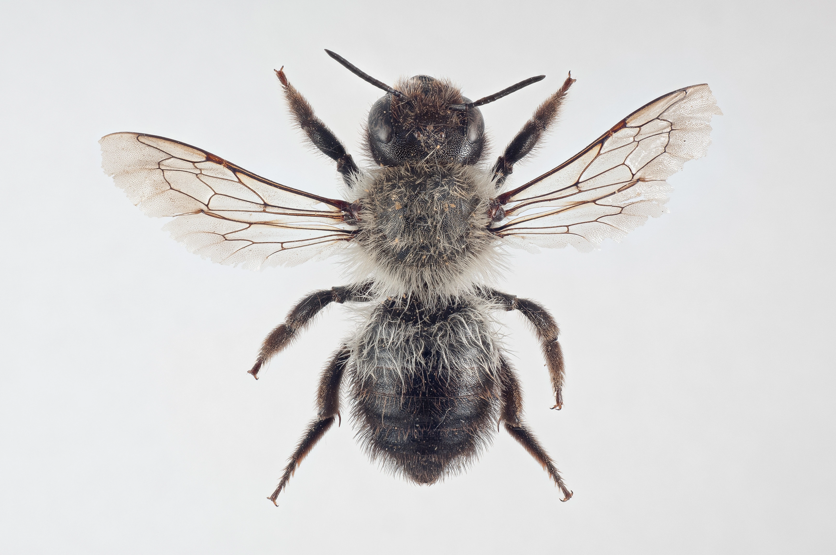 : Megachile nigriventris.