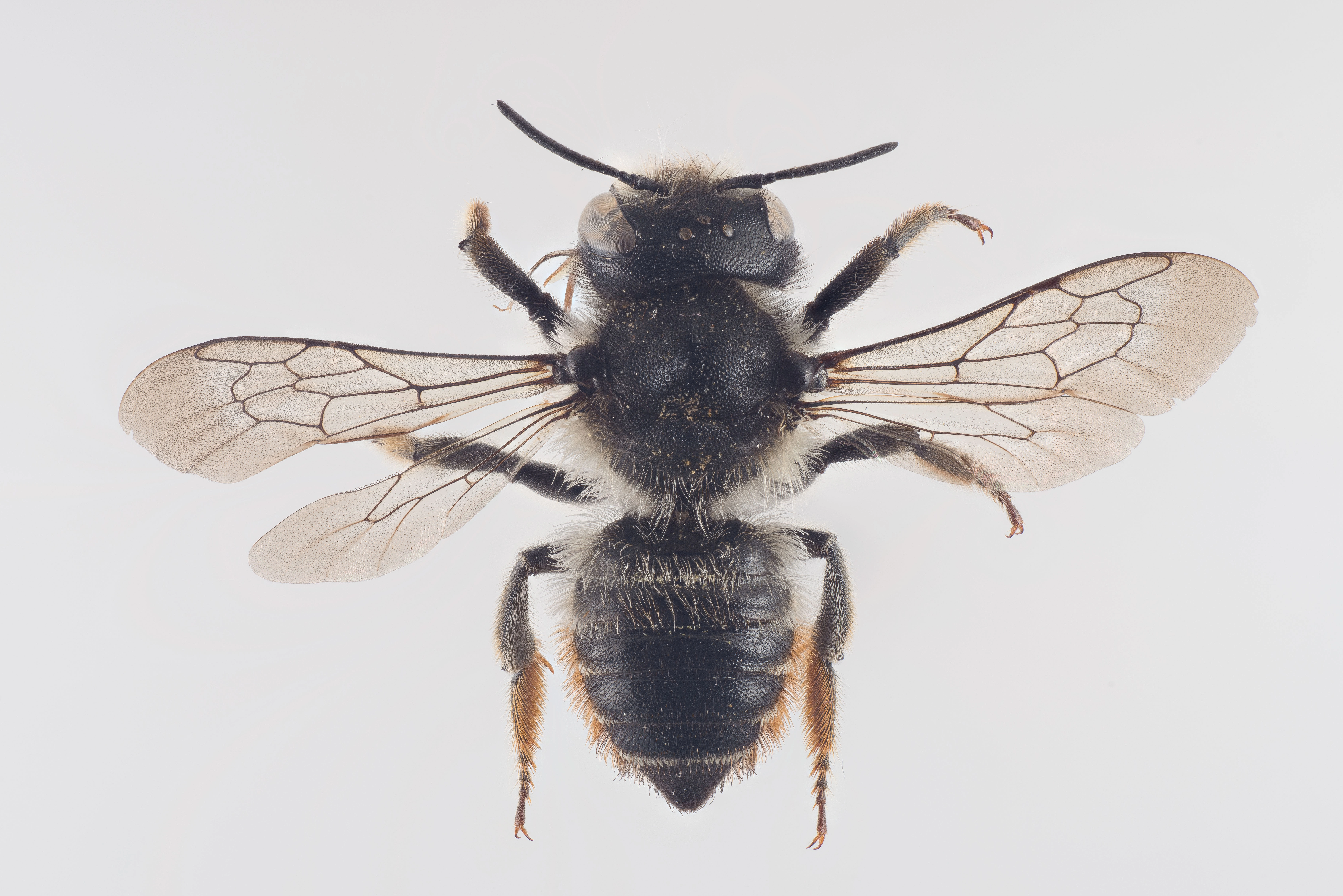 : Megachile versicolor.