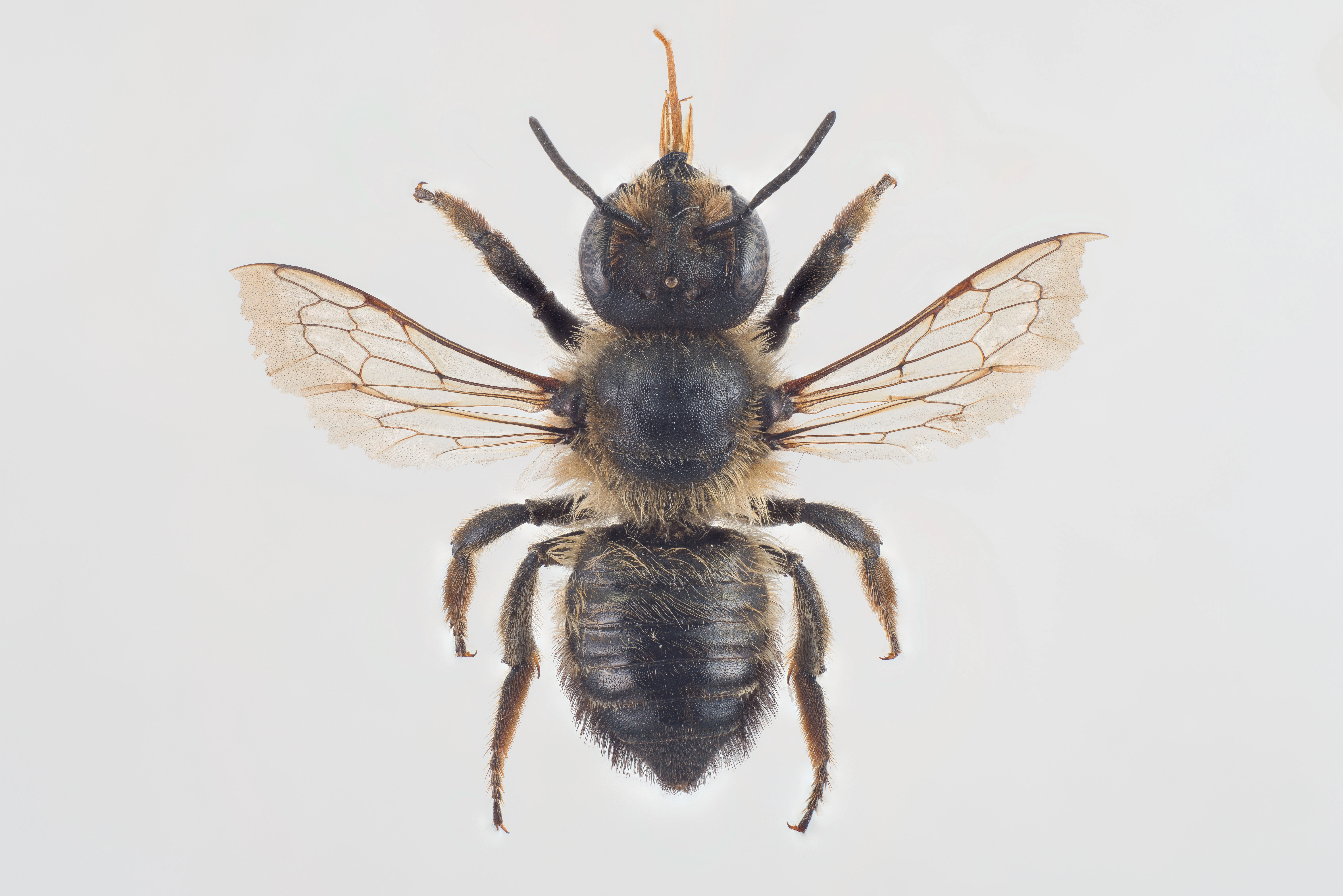 : Megachile willughbiella.