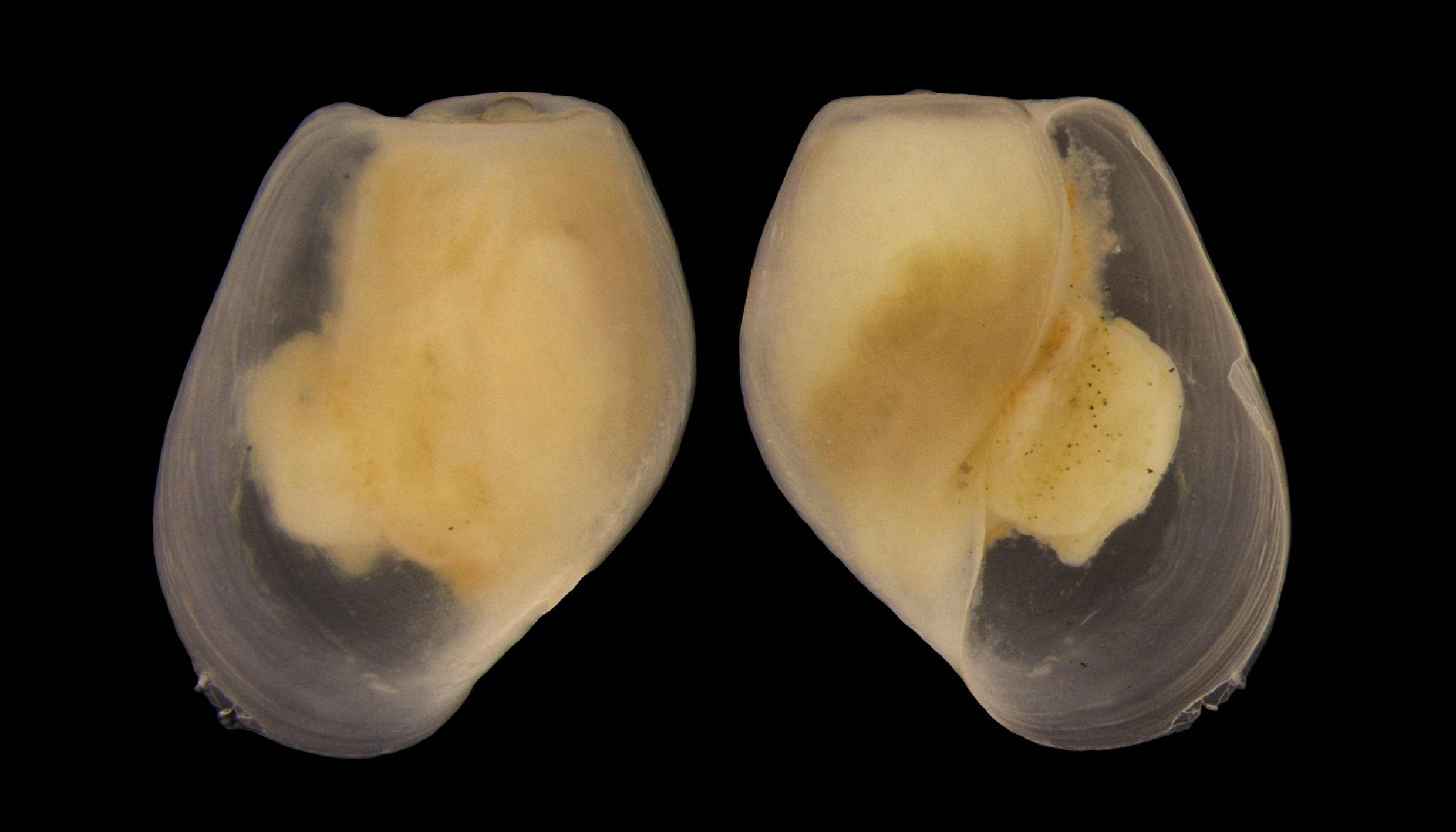 : Diaphana minuta.