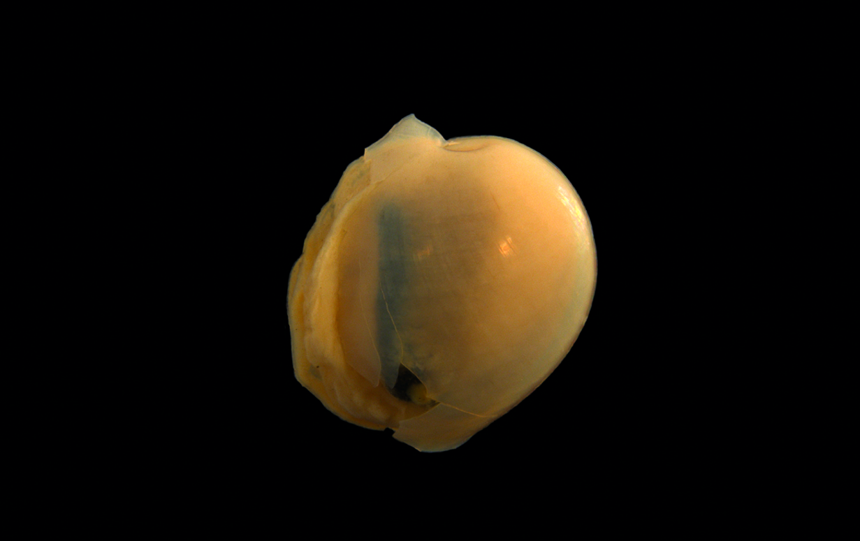 : Diaphana hiemalis.