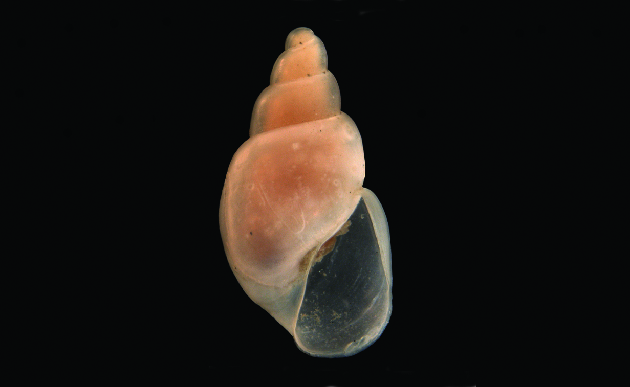 : Toledonia limnaeoides.