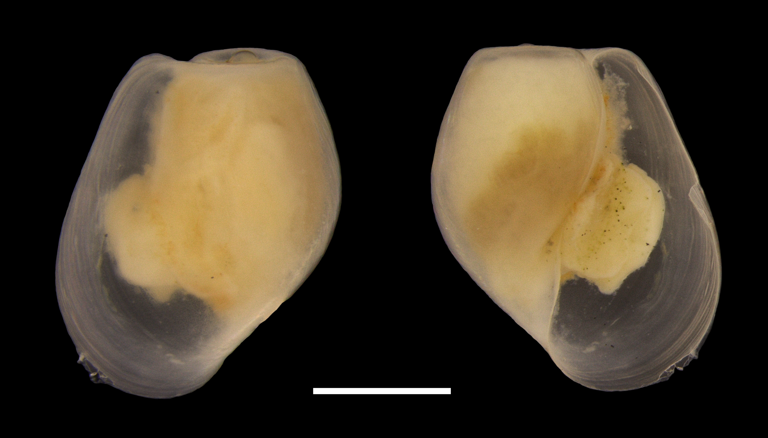 : Diaphana minuta.