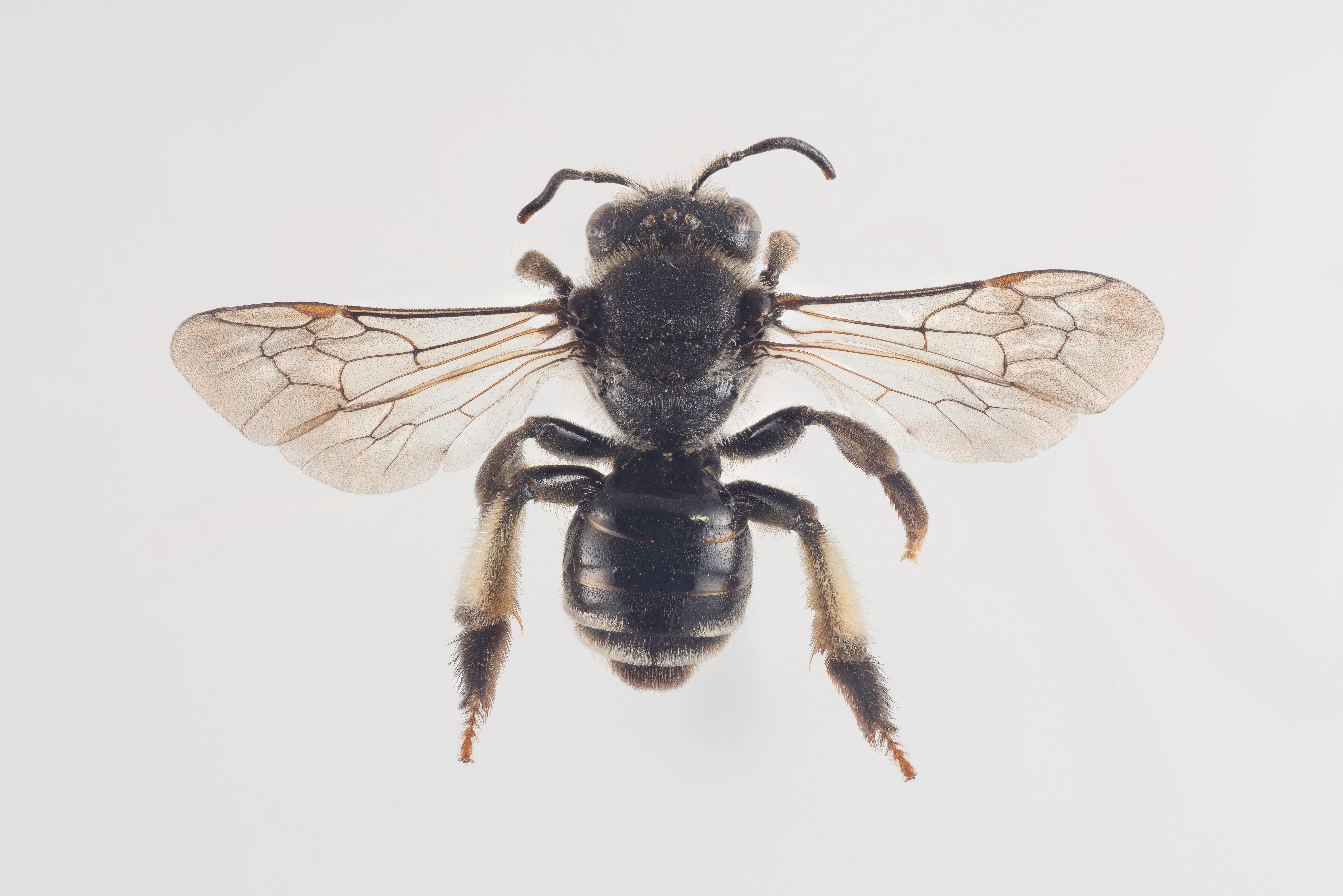 : Macropis europaea.