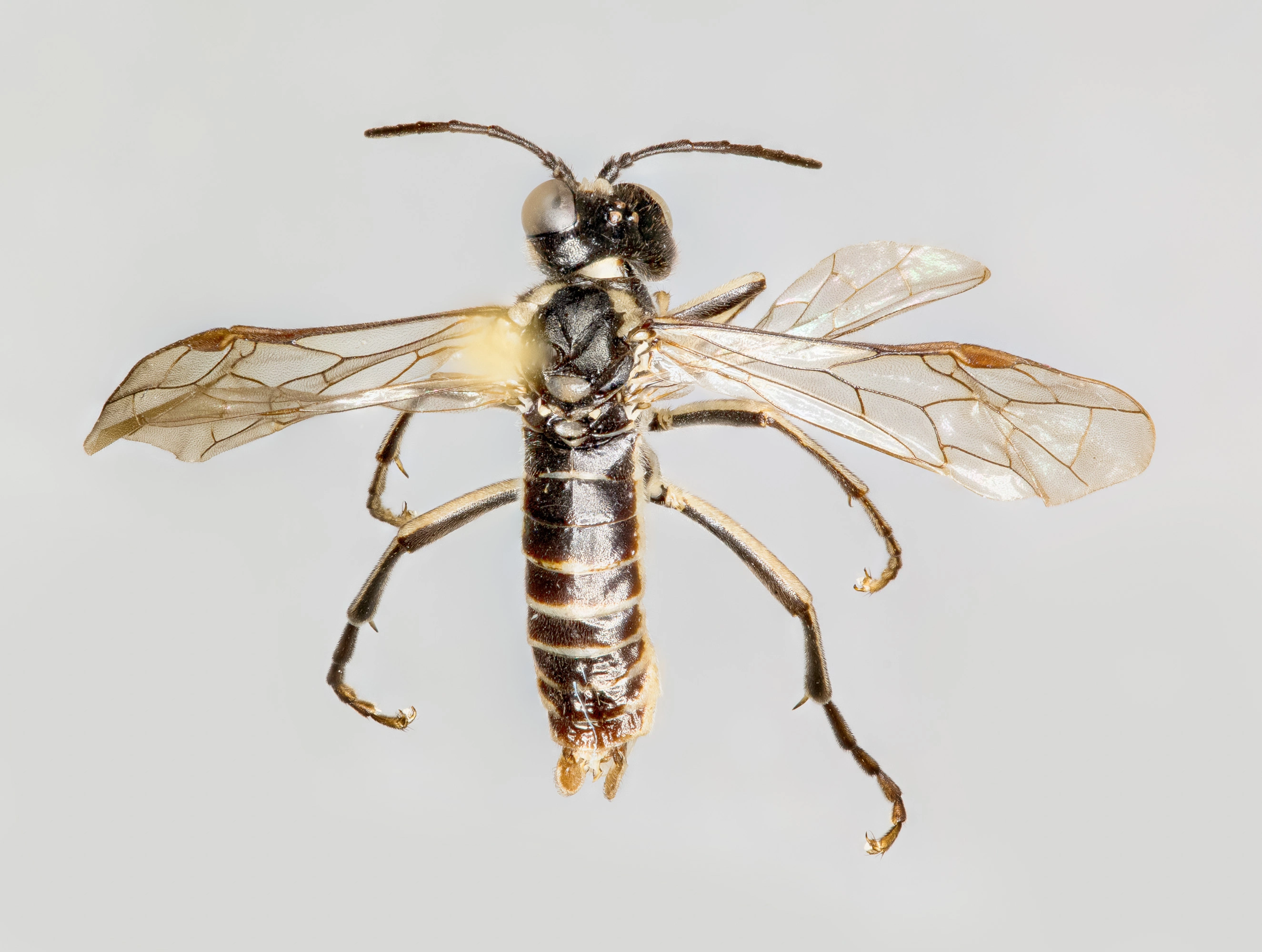 : Tenthredo obsoleta.