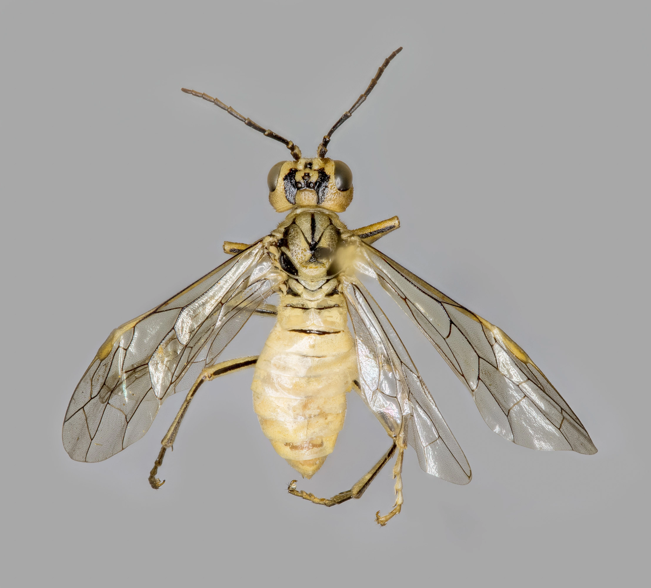 : Tenthredo olivacea.