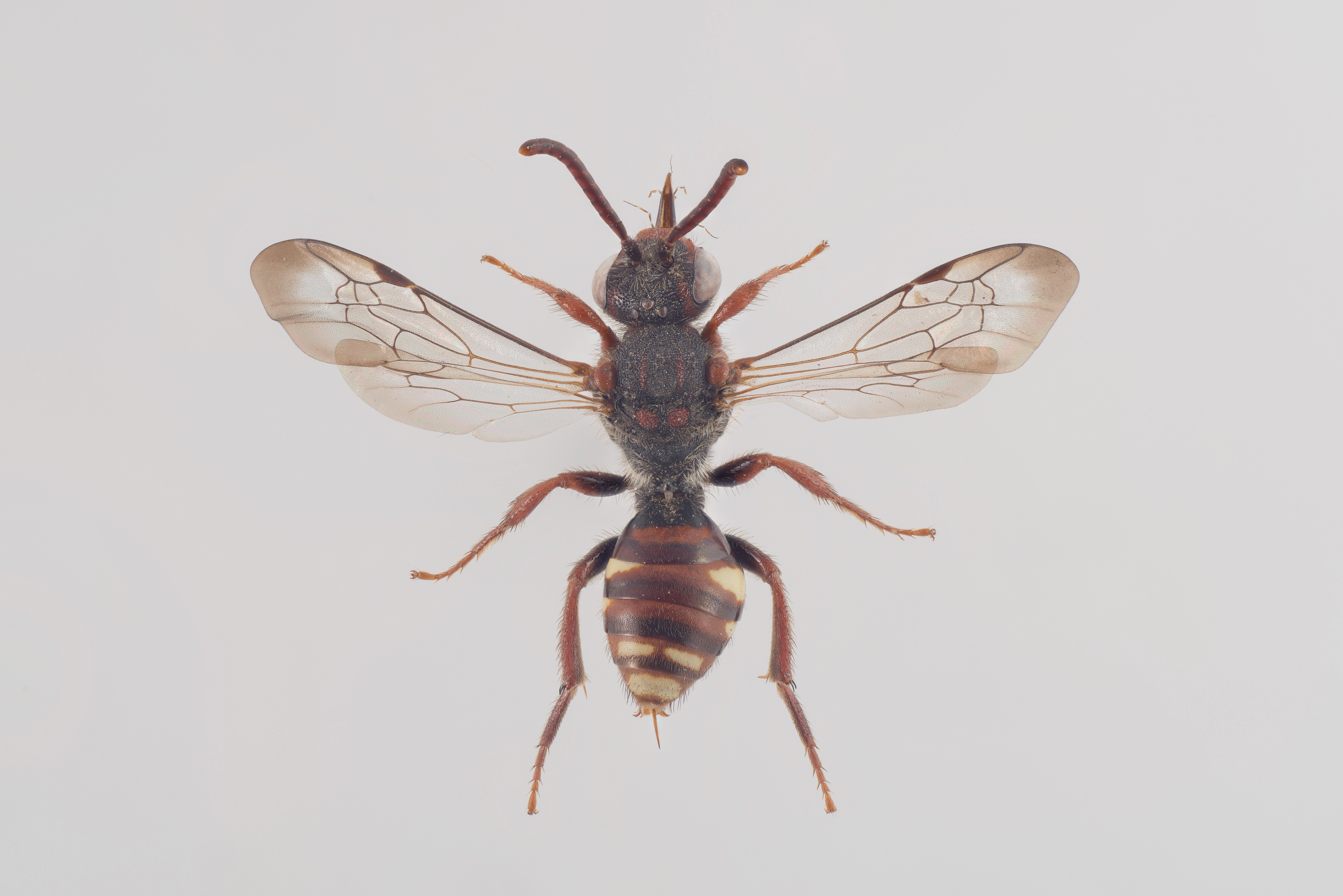 : Nomada alboguttata.