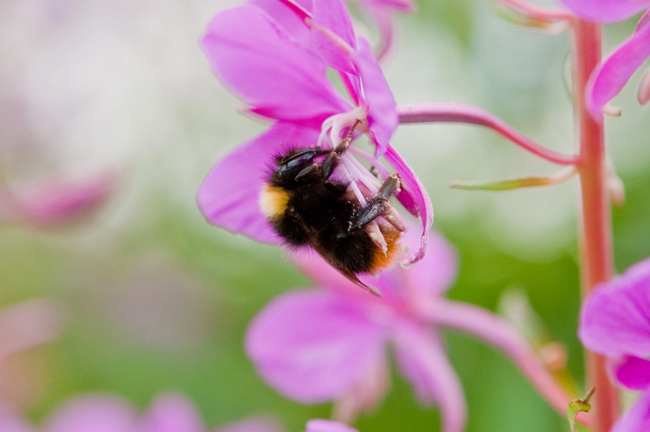 : Bombus pratorum.