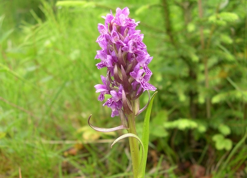 : Dactylorhiza incarnata.