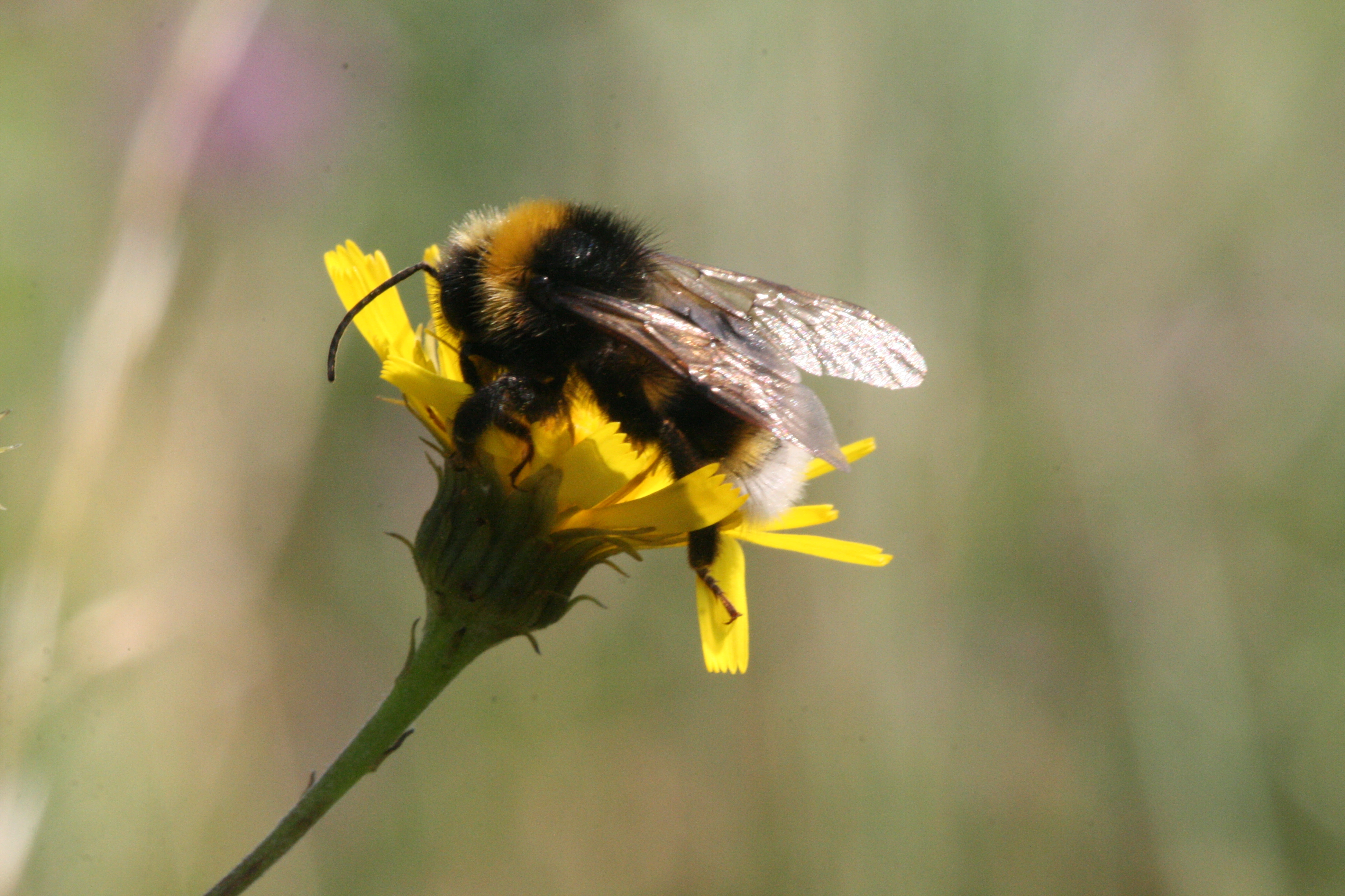 : Bombus (Psithyrus) vestalis.