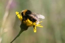 : Bombus vestalis.