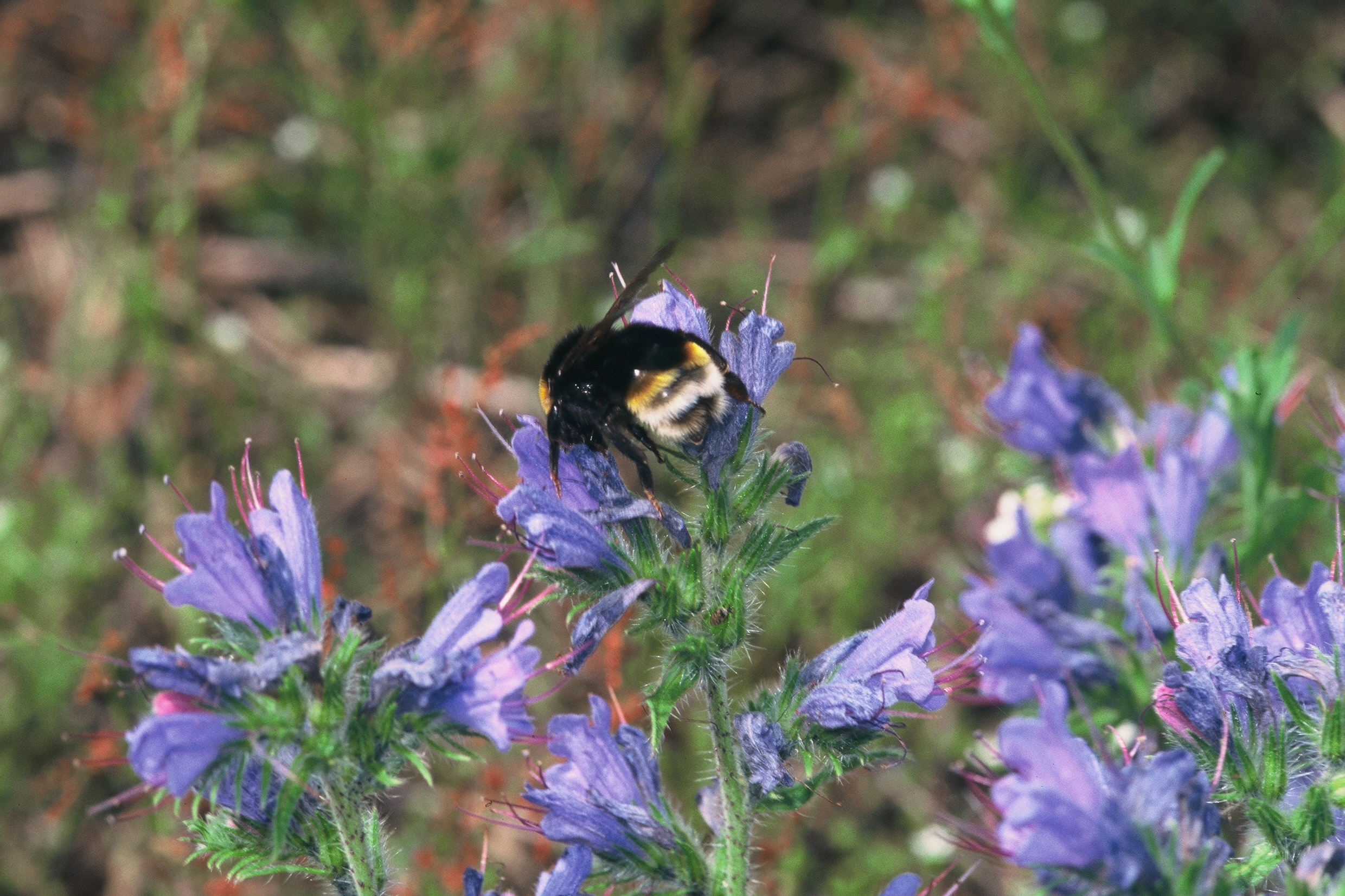 : Bombus (Psithyrus) vestalis.