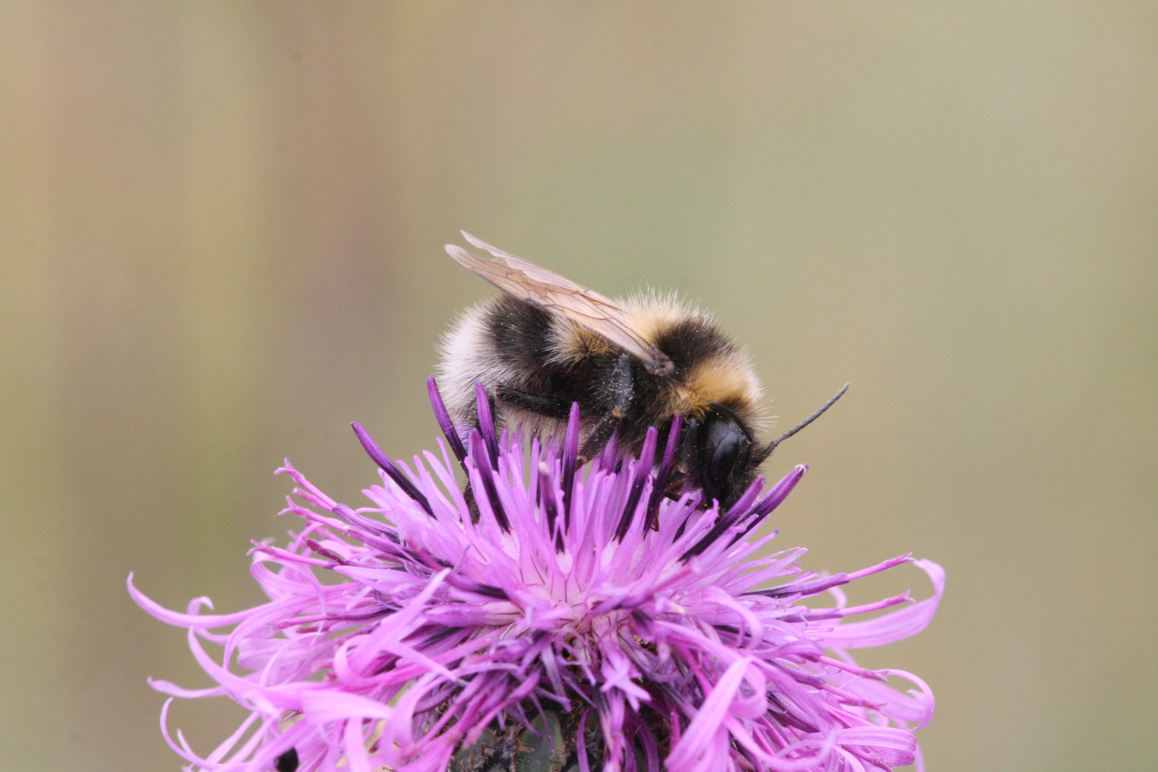 : Bombus (Psithyrus) barbutellus.