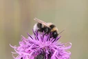 : Bombus barbutellus.