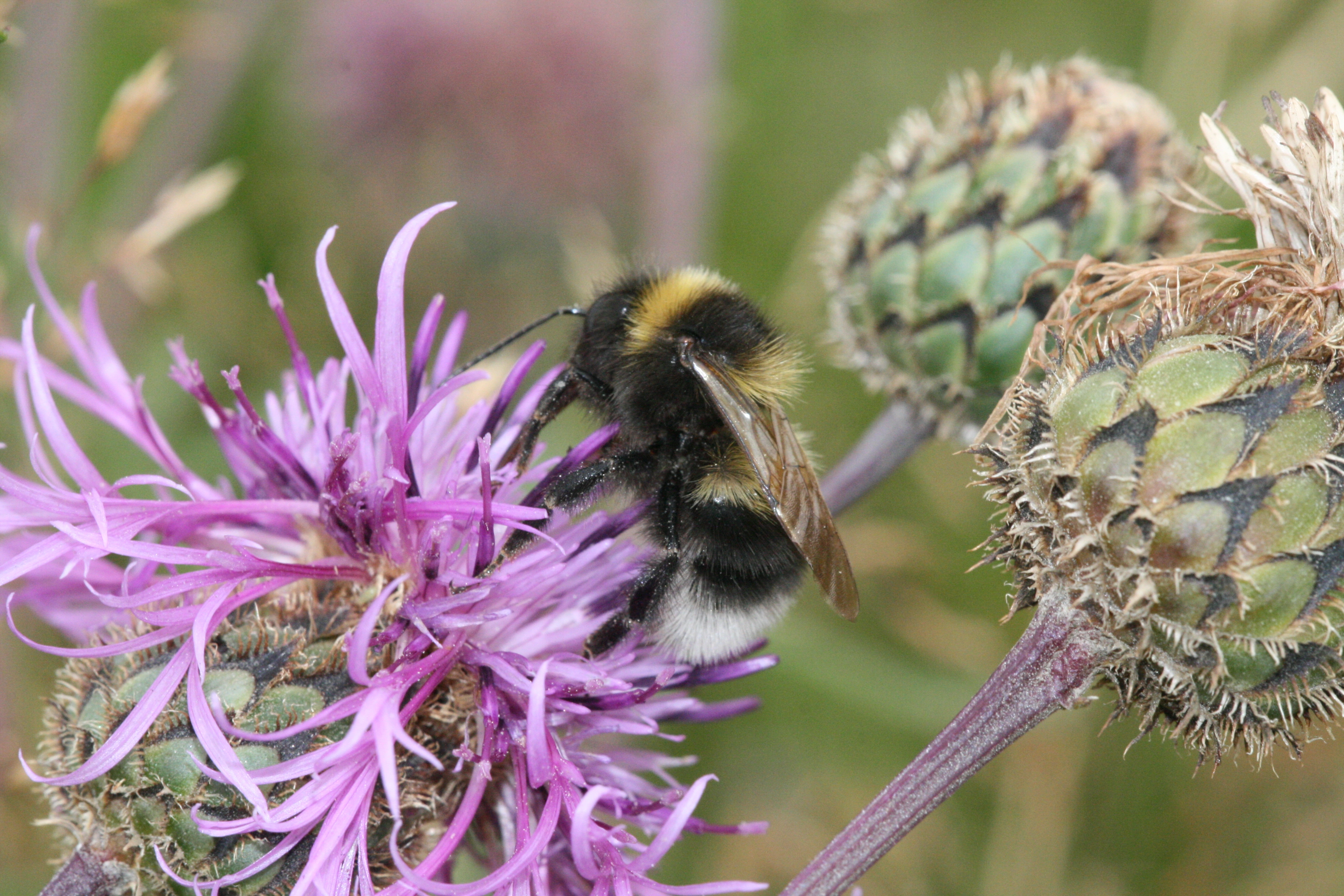 : Bombus (Psithyrus) barbutellus.