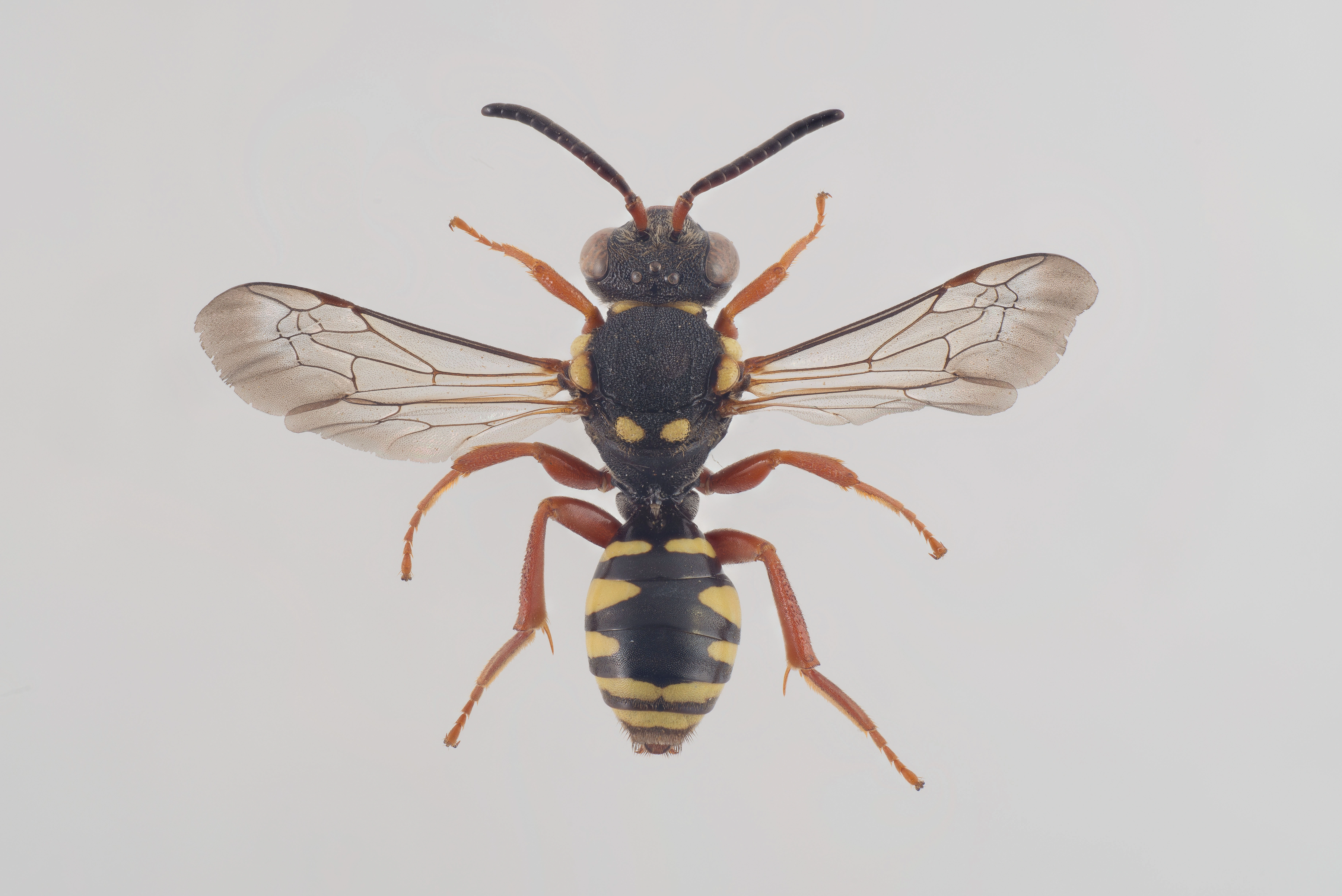 : Nomada flavopicta.