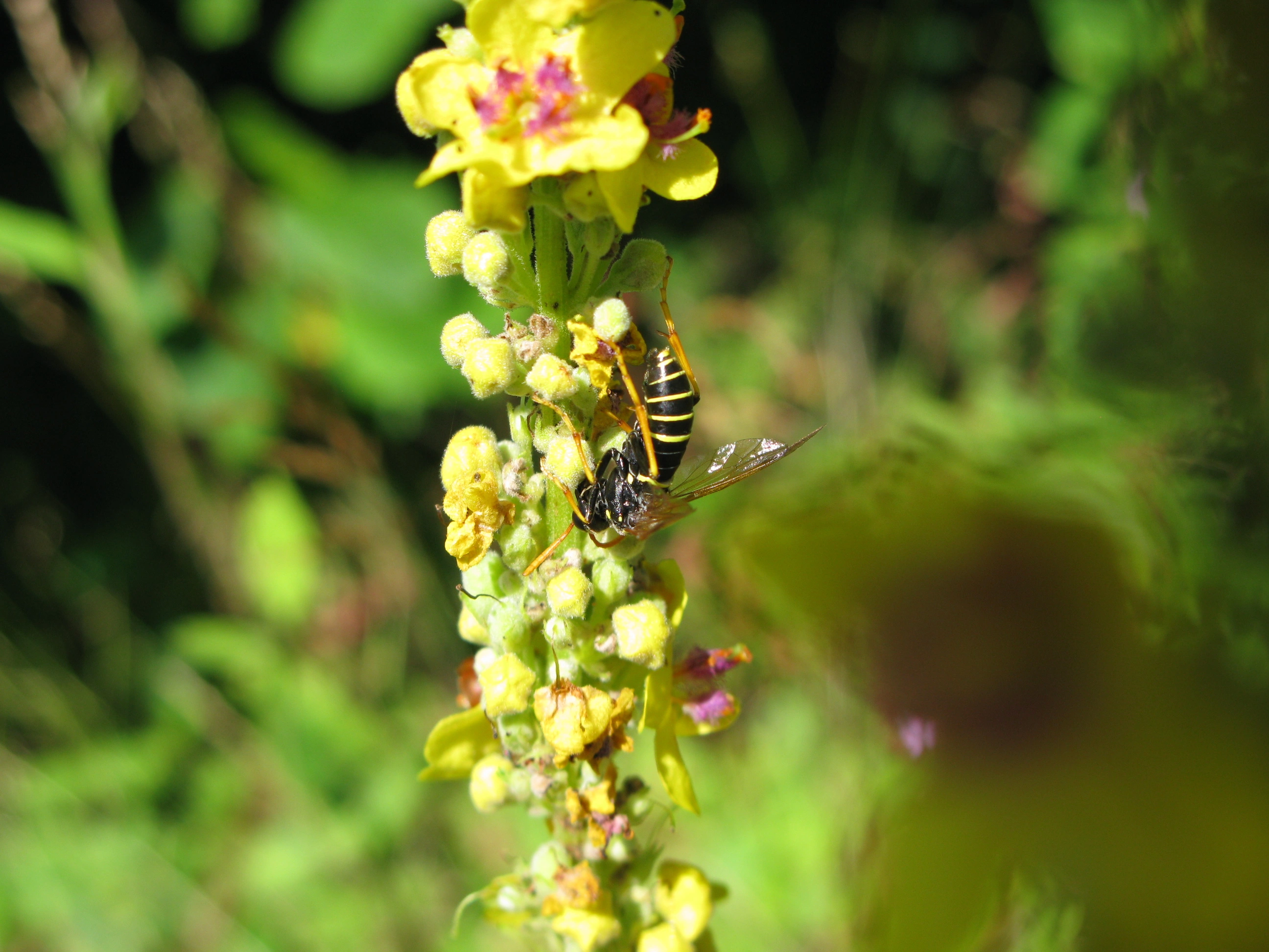 : Tenthredo scrophulariae.