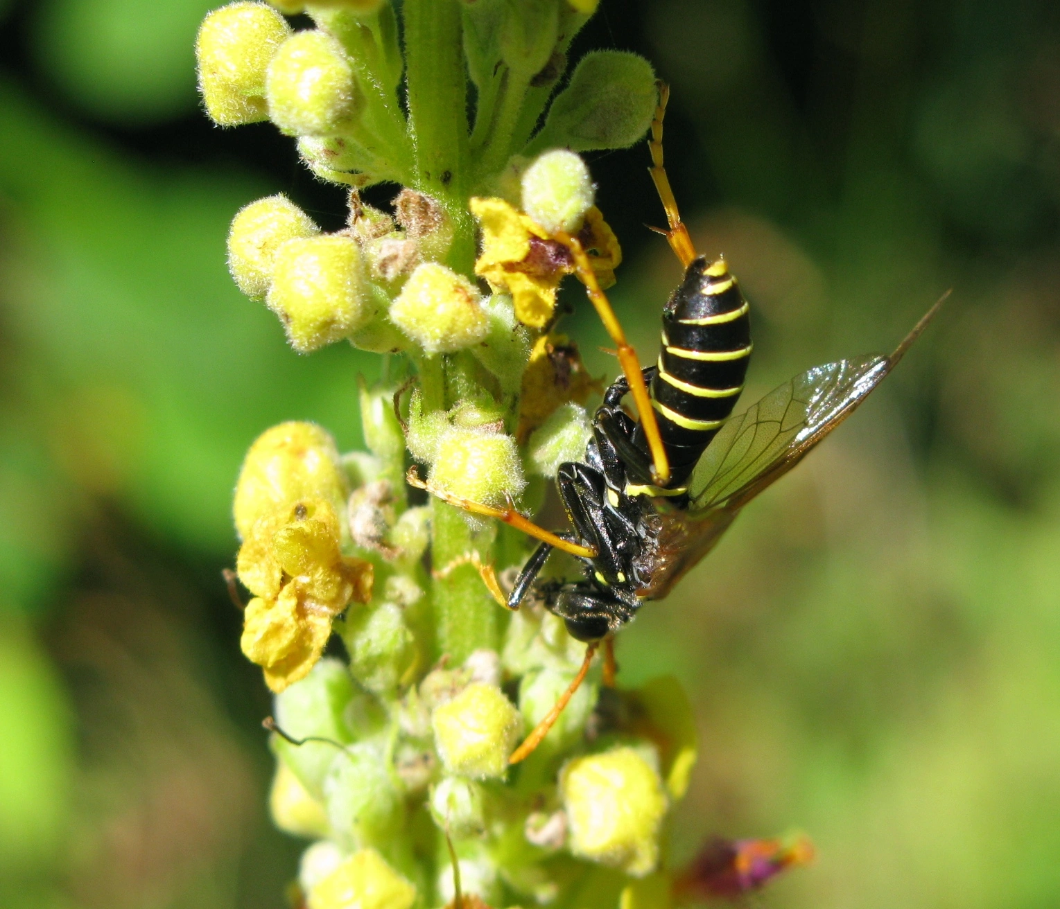 : Tenthredo scrophulariae.