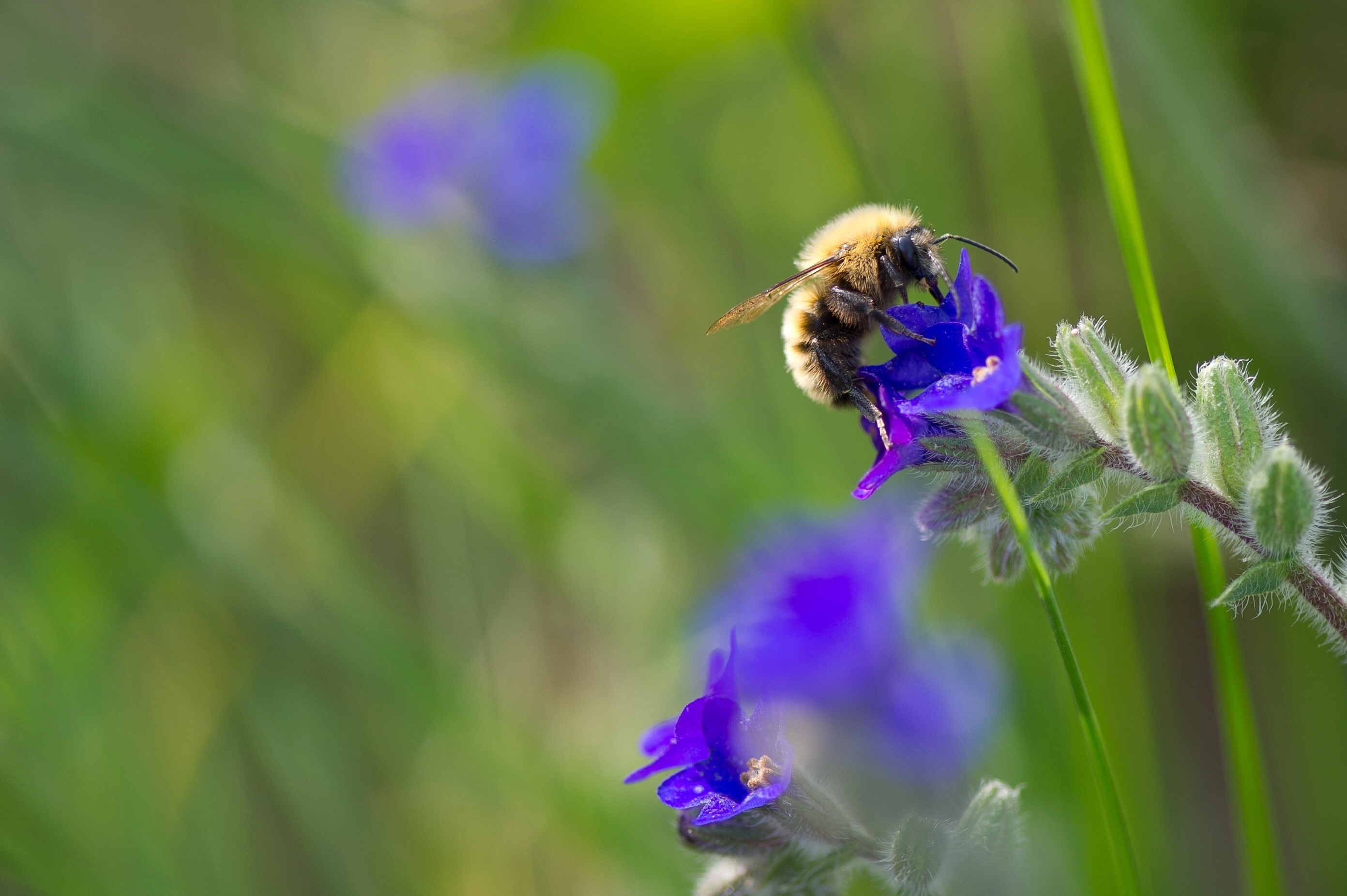 : Bombus pascuorum.