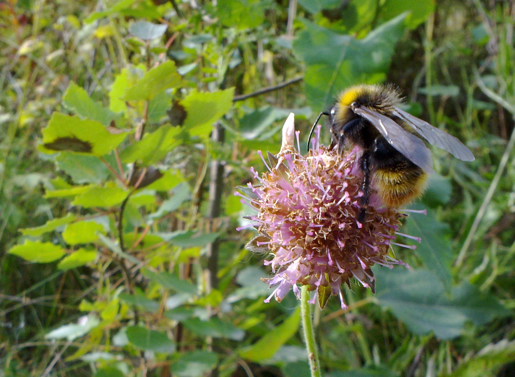 : Bombus quadricolor.