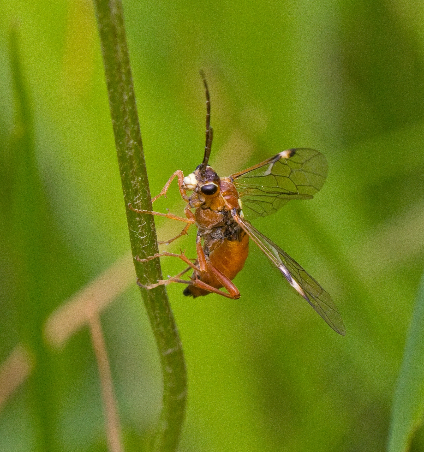 : Tenthredopsis nassata.