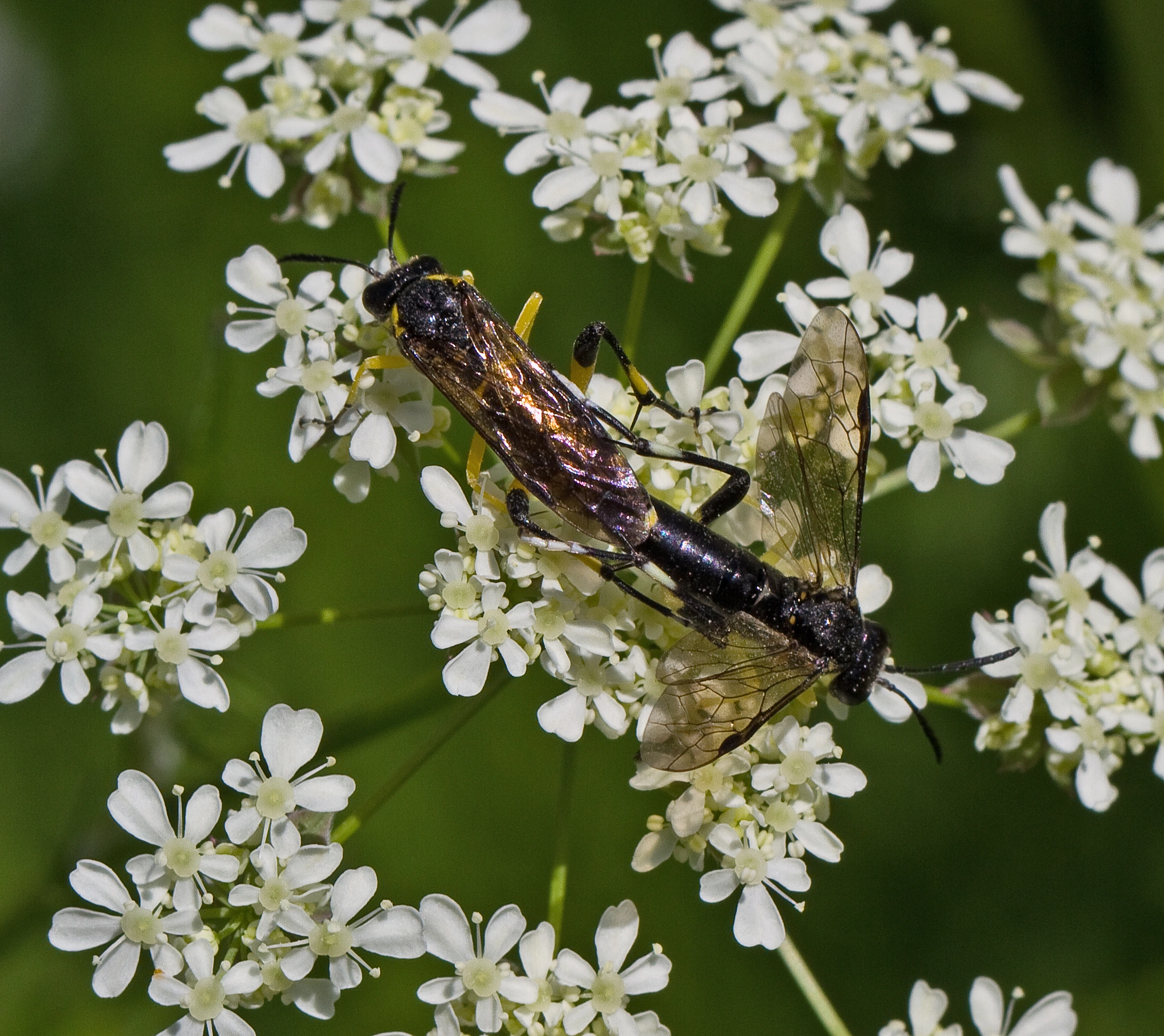 : Macrophya montana.