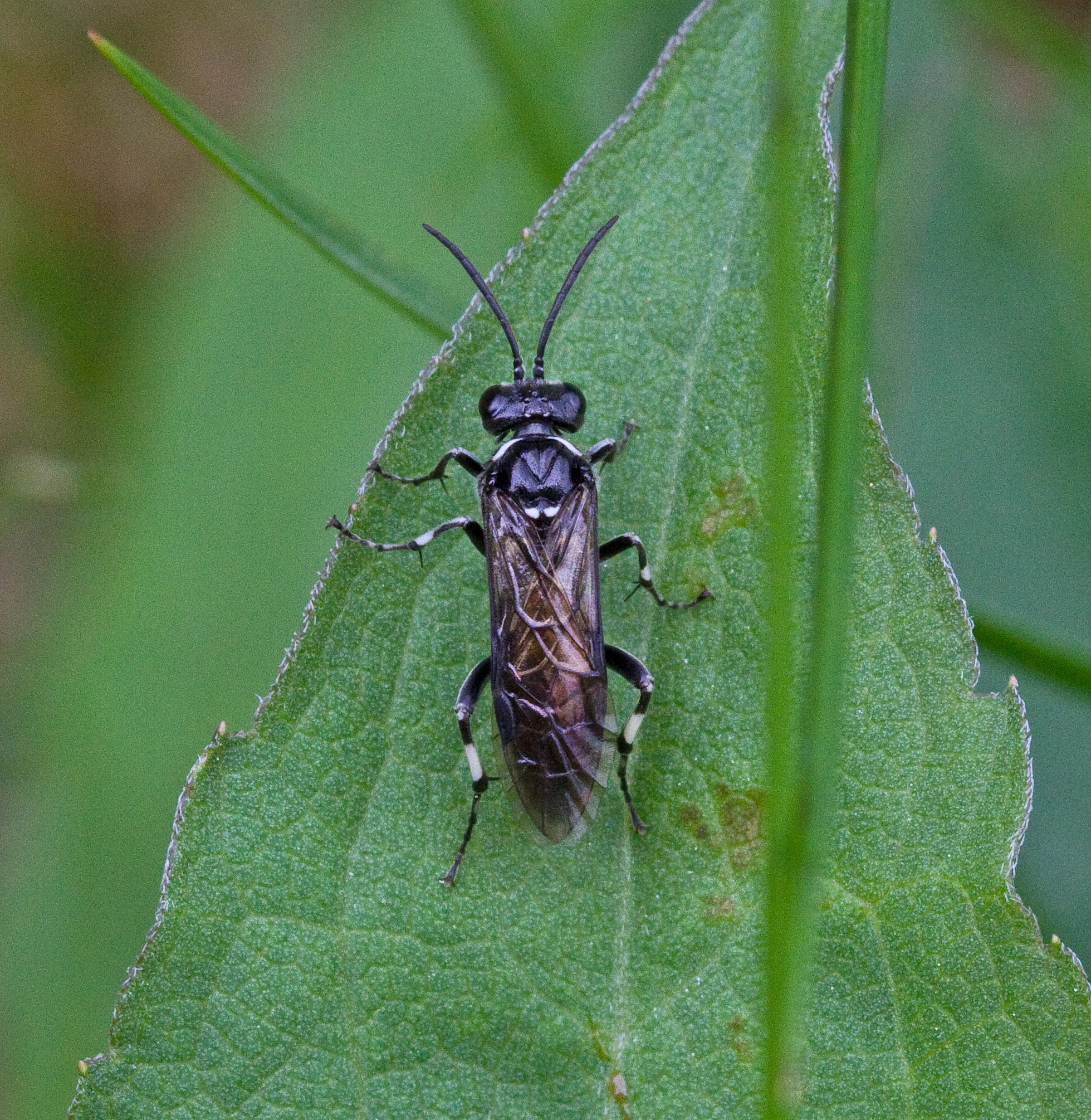 : Macrophya albicincta.