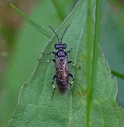 : Macrophya albicincta.