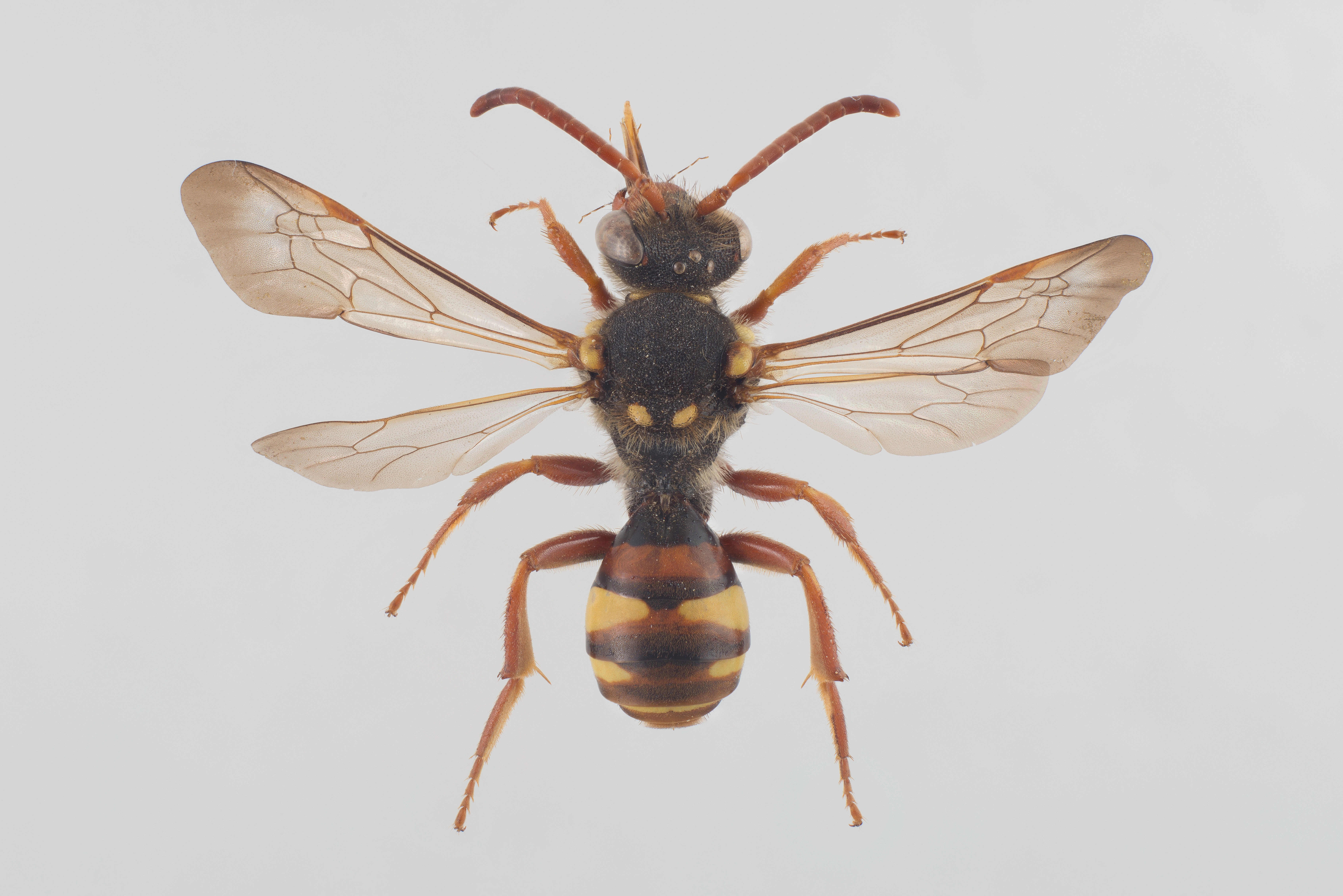 : Nomada fulvicornis.