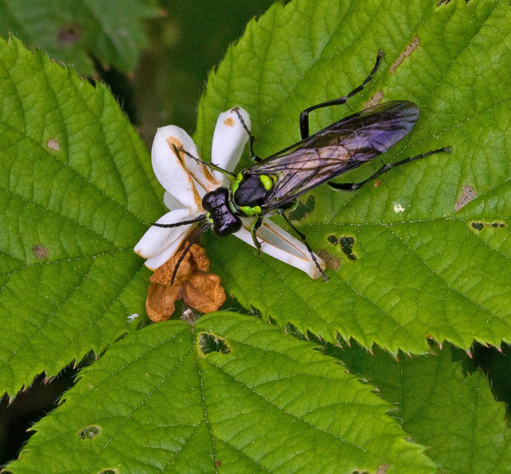 : Tenthredo (Eurogaster) mesomela.