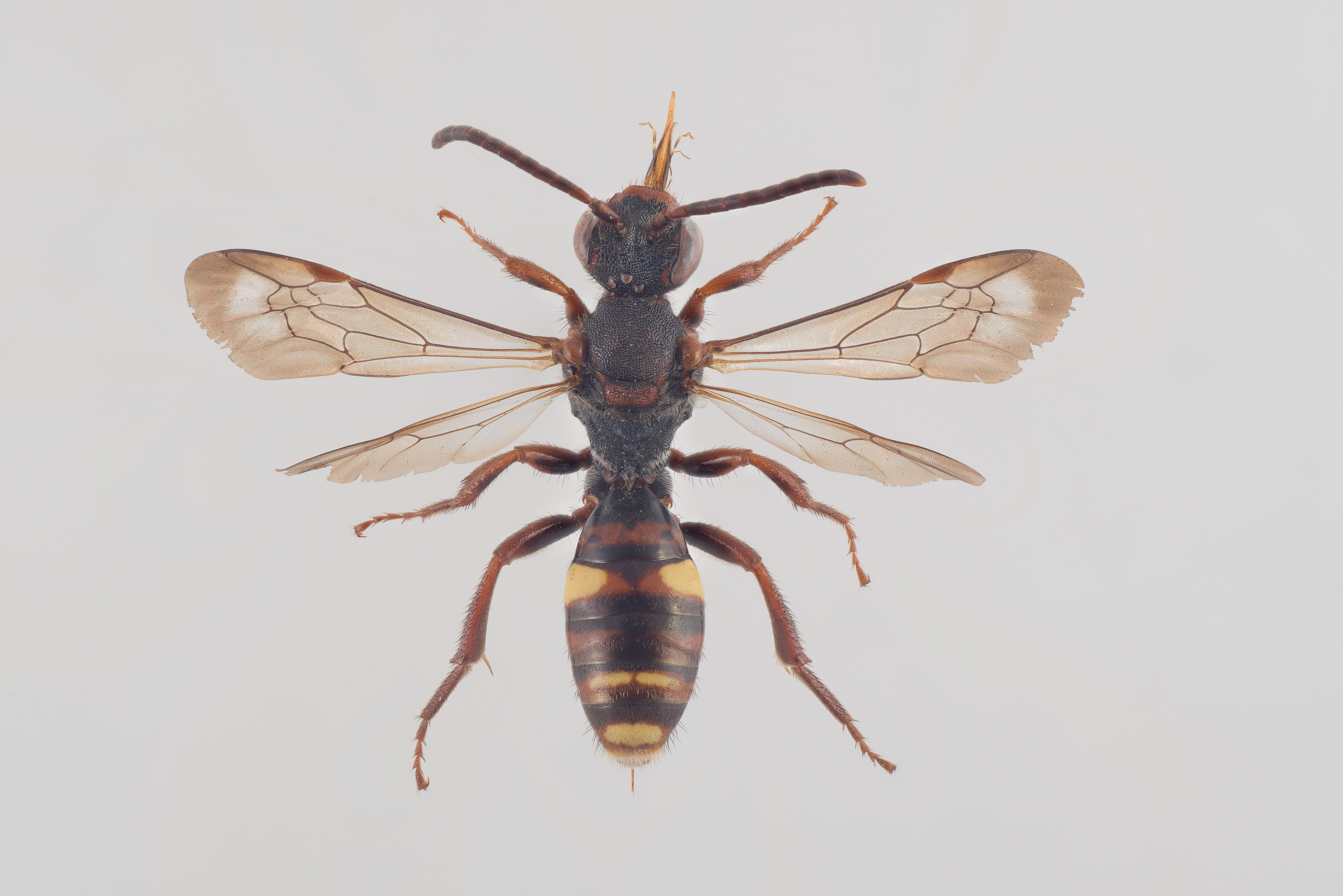 : Nomada fusca.