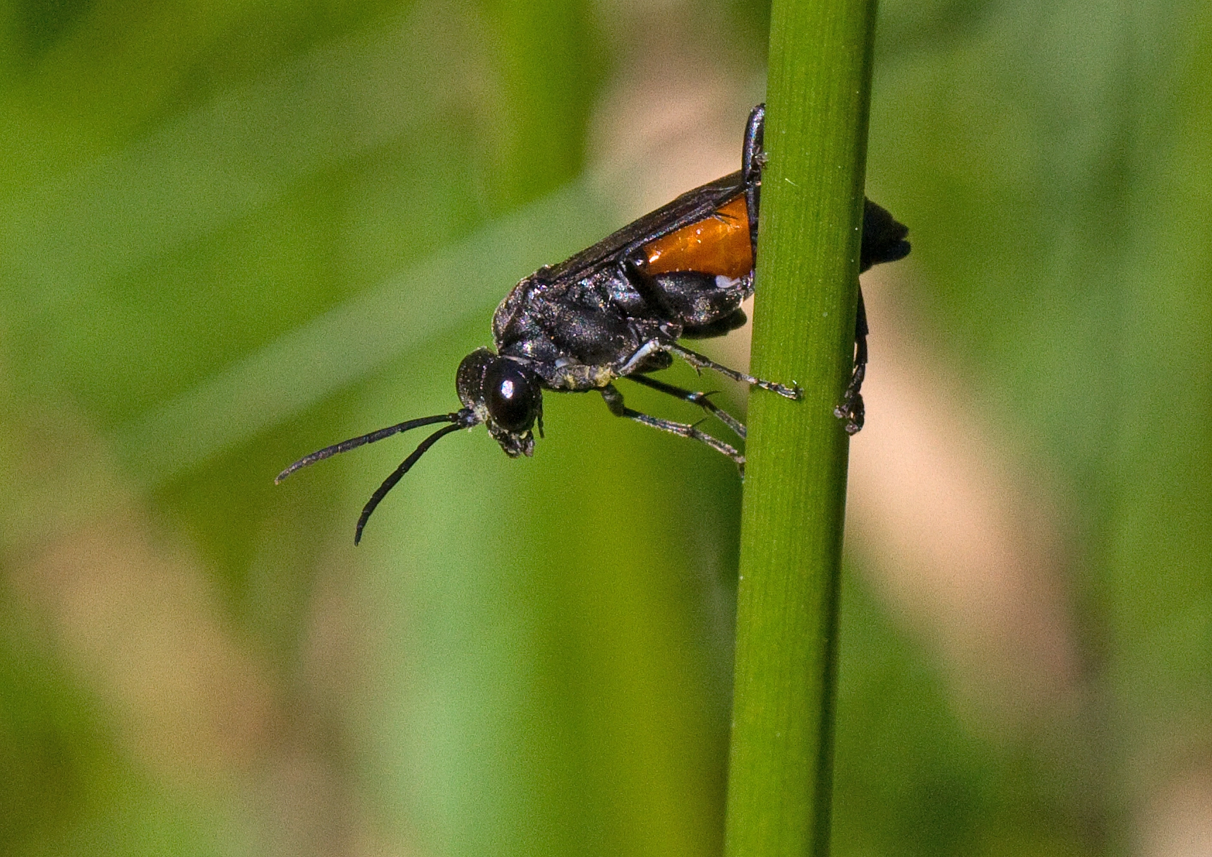 : Macrophya annulata.