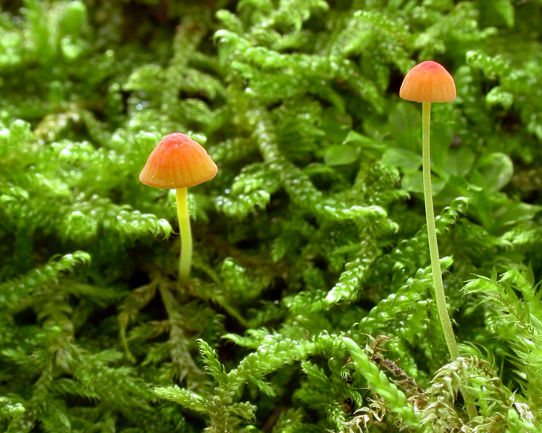 : Mycena acicula.